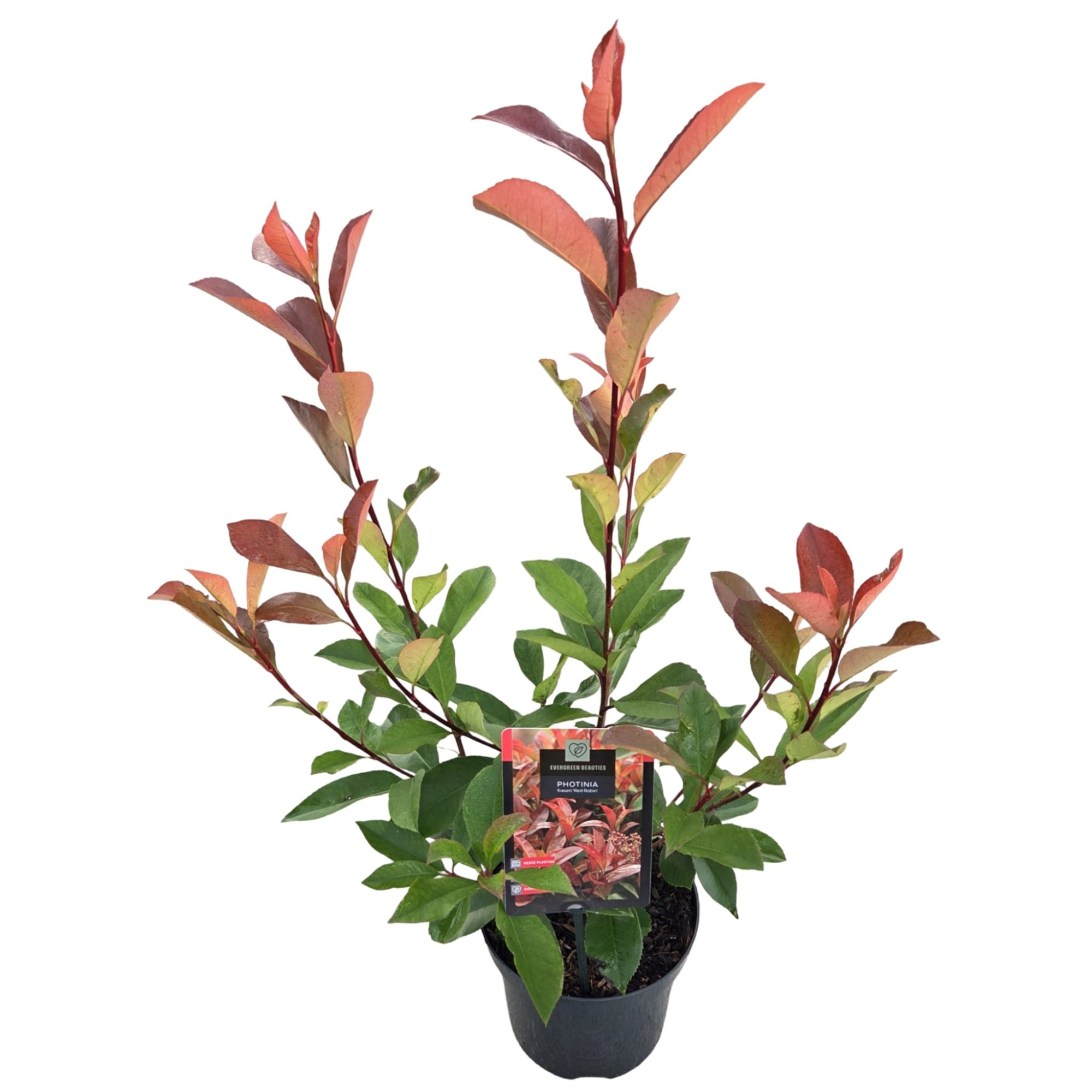 Photinia x fraseri 'Red Robin', D 19 cm