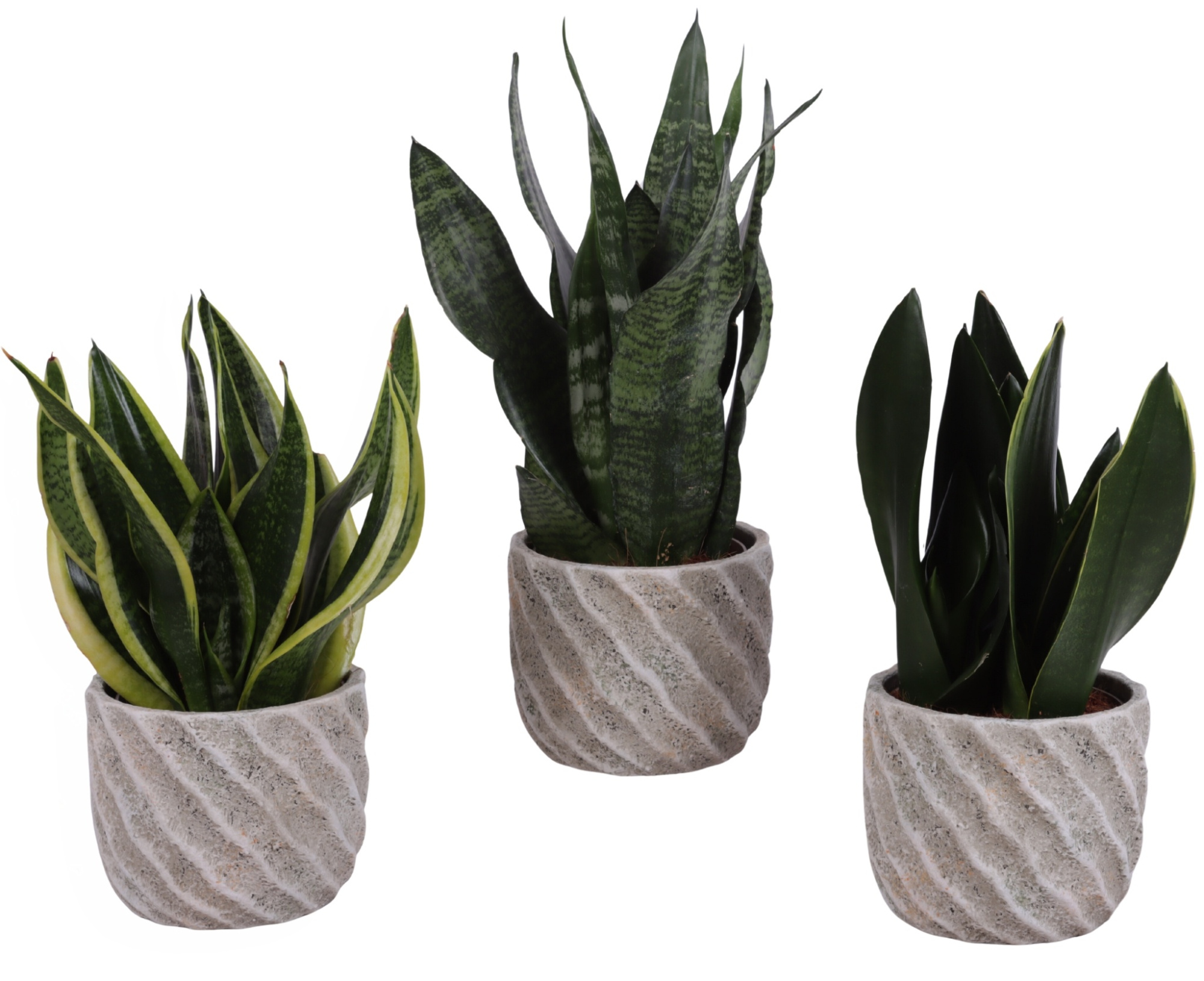 Sansevieria mix Ø12cm in Ø15cm Ceramic NT668, D 15