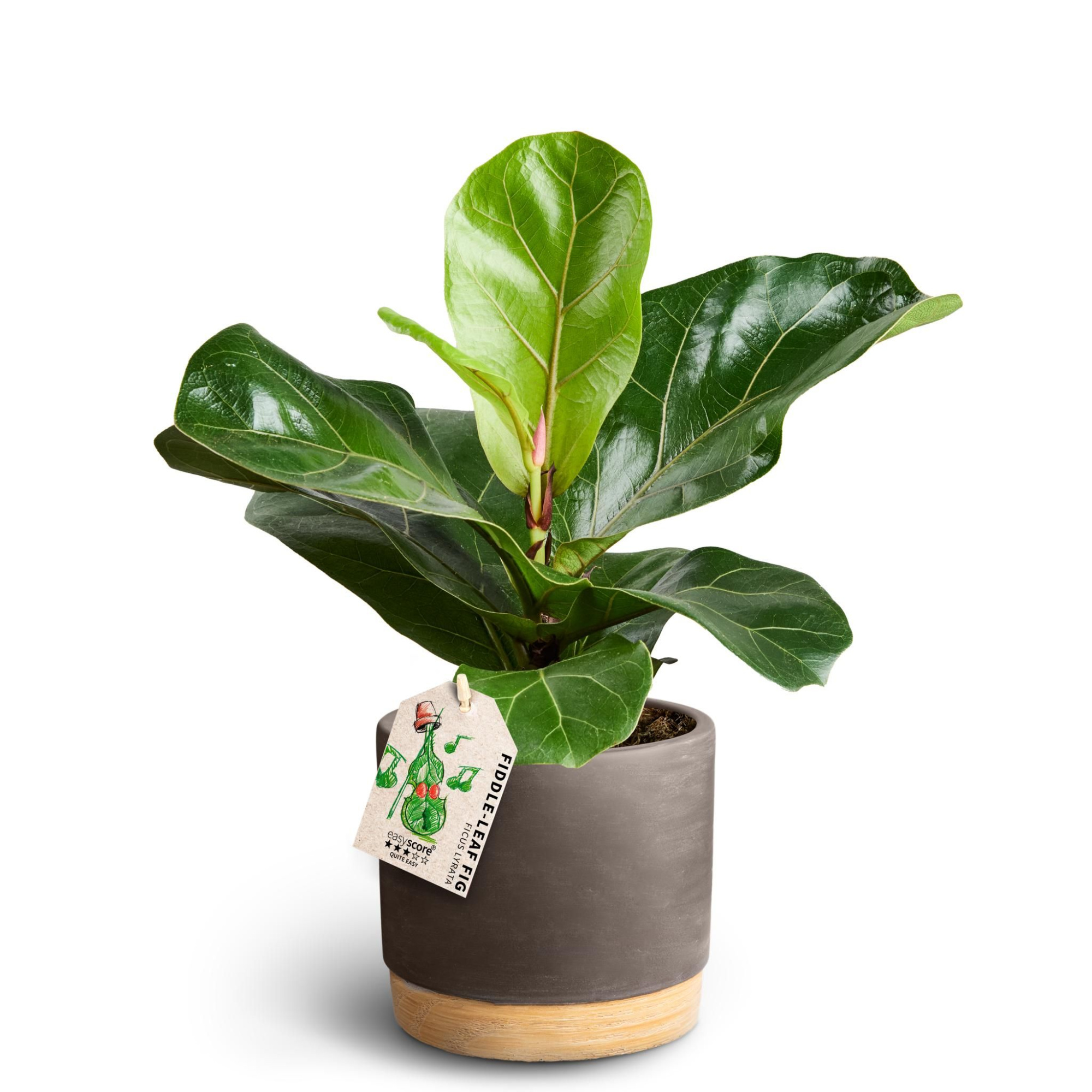 Woodbase Mocca, Ficus lyrata, D 12 cm