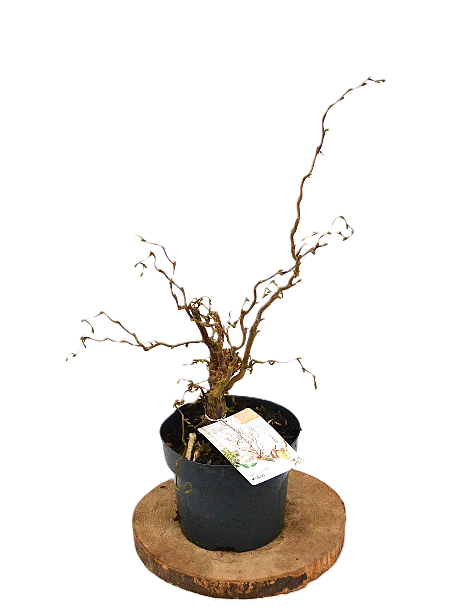 Corylus avellana Medusa C3, D 19