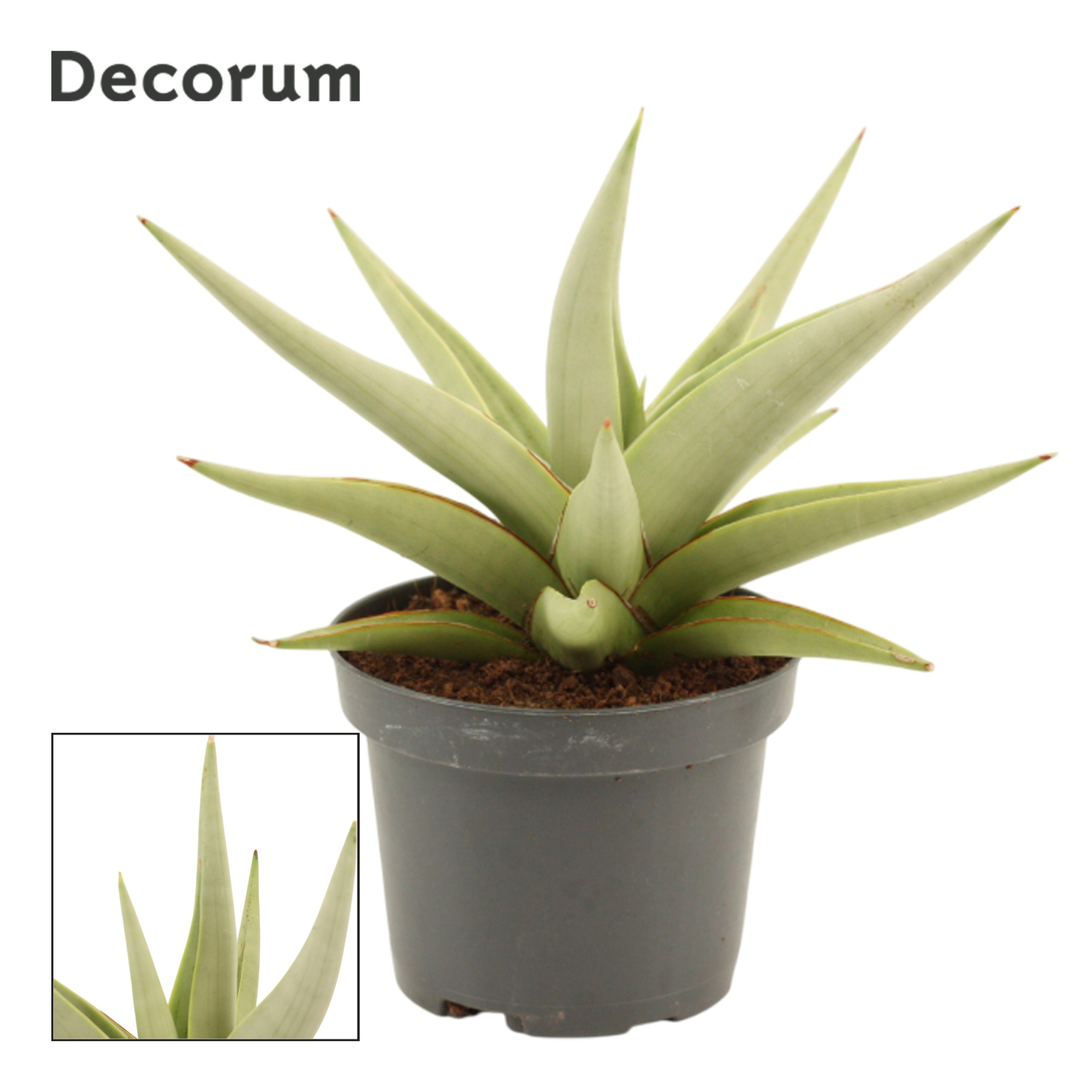 Sansevieria Chanin Crown 9 cm (Decorum), D 9 cm