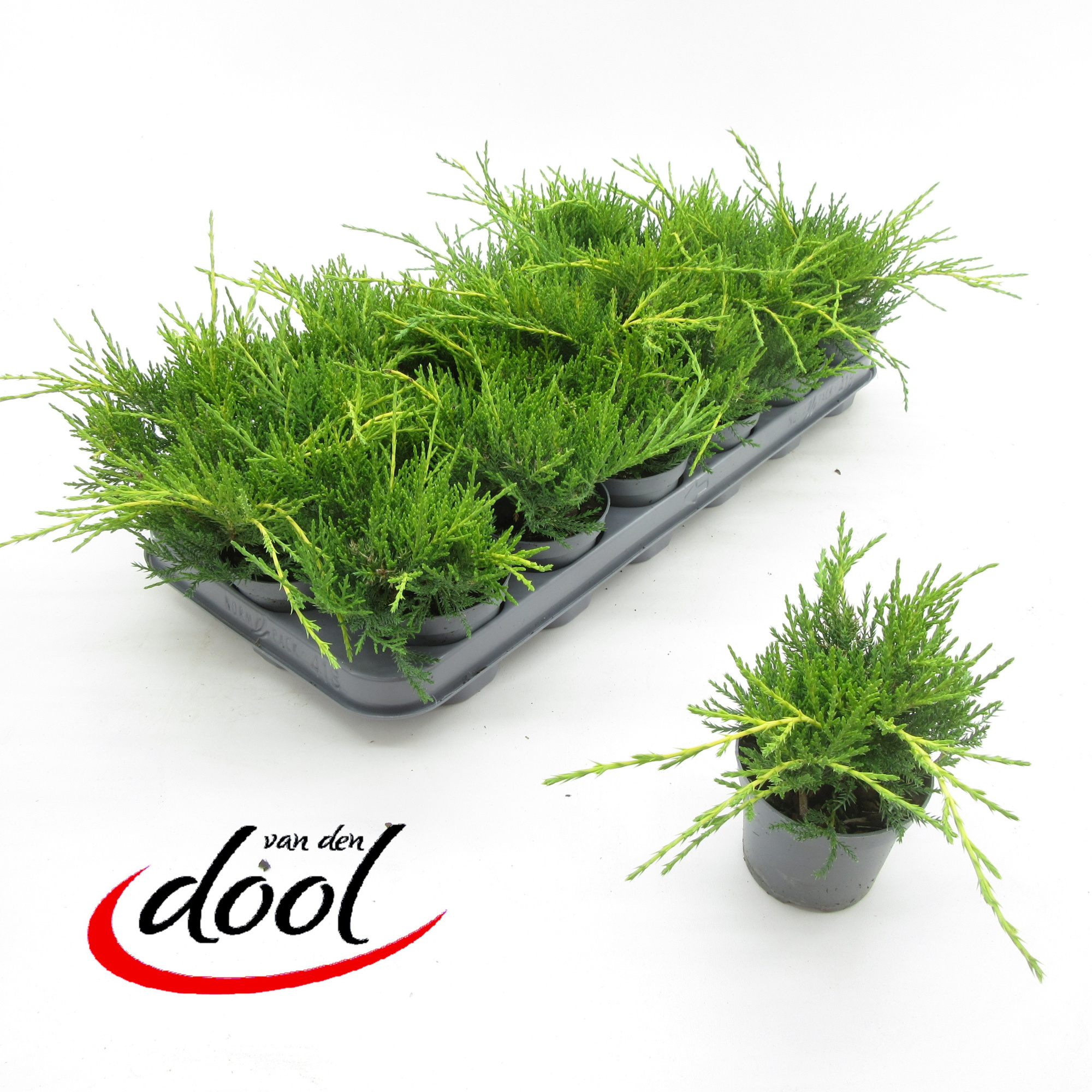 Juniperus Old Gold, D 9 cm