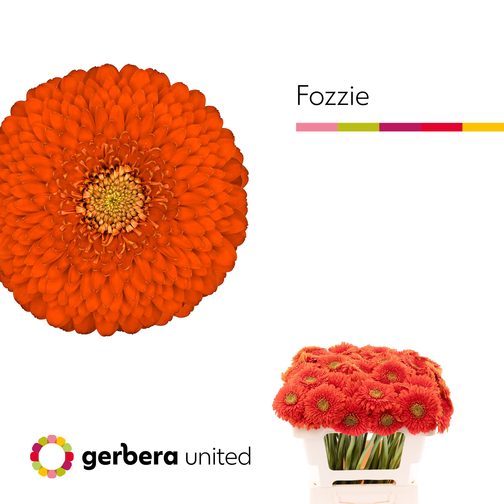 Гермини Помпон Фоззи, шт.