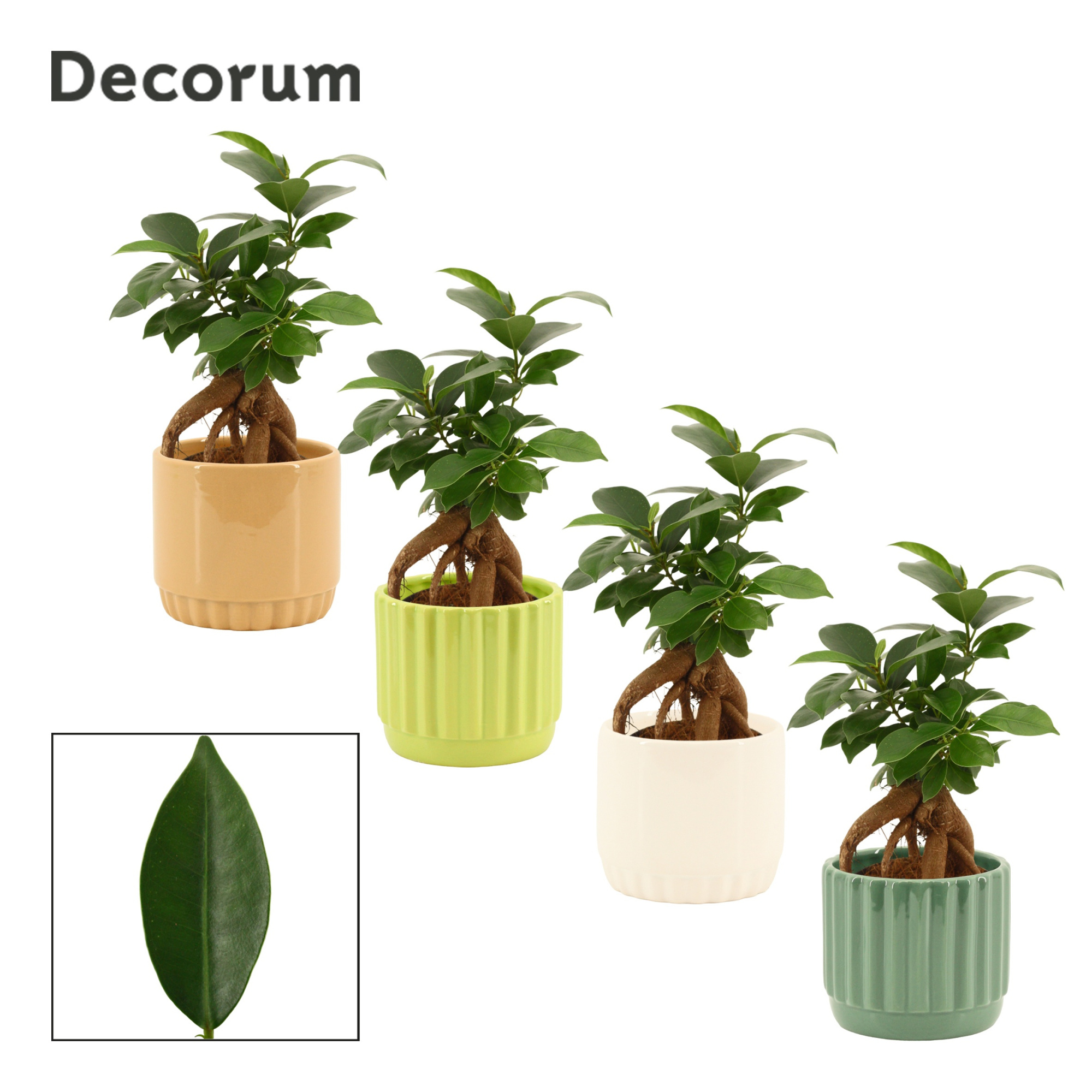 Ficus Ginseng 9 cm Retusa in Liam (Natural bubble-collection), D 9