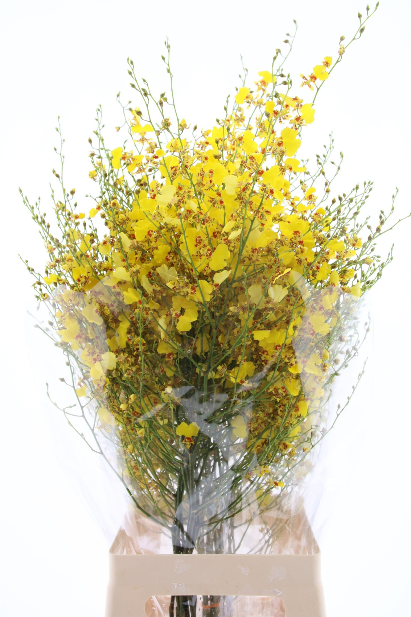 Онцидиум Овериг 80, шт.