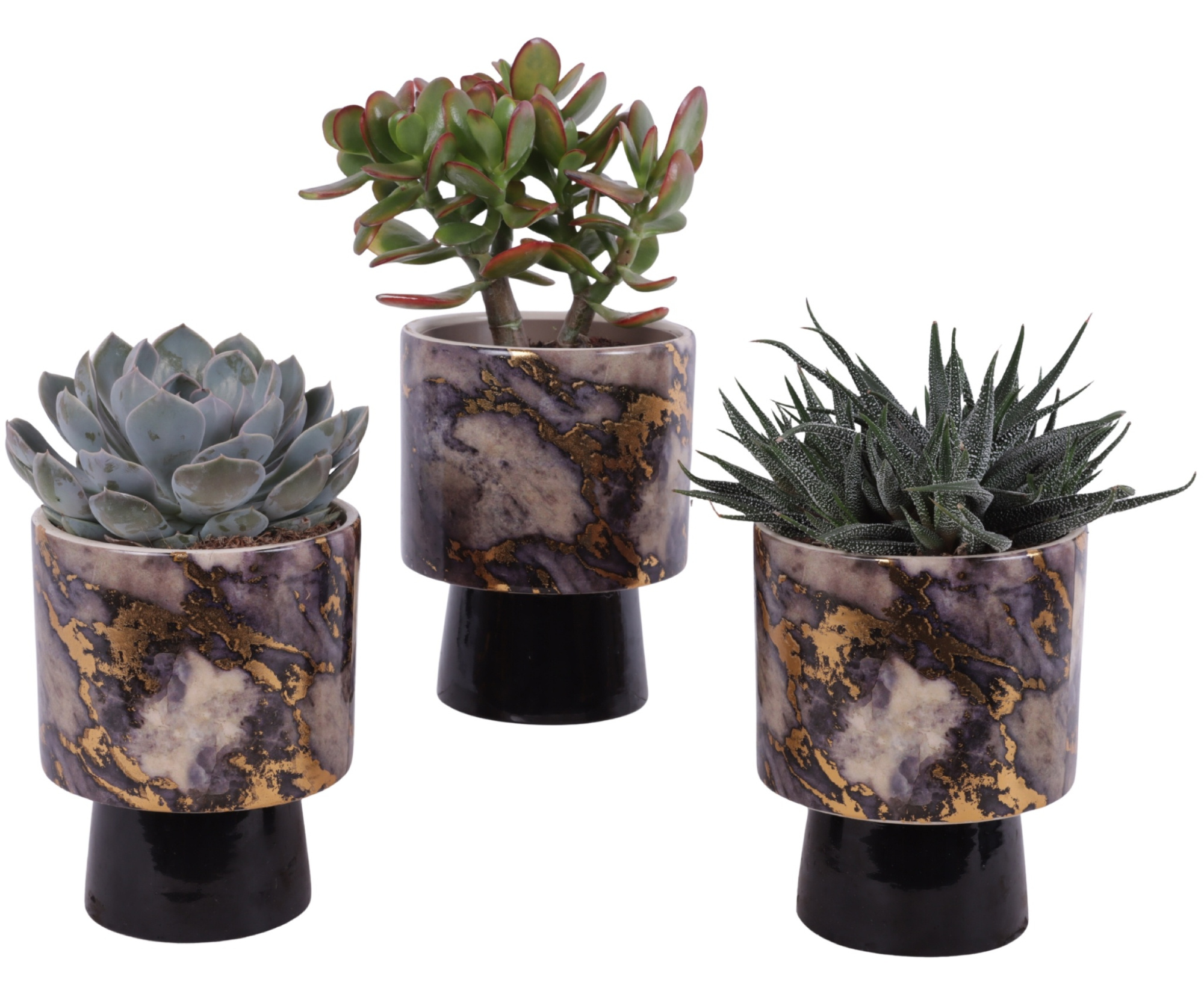 Succulenten mix Ø12cm in Ø14cm Ceramic PL672, D 14