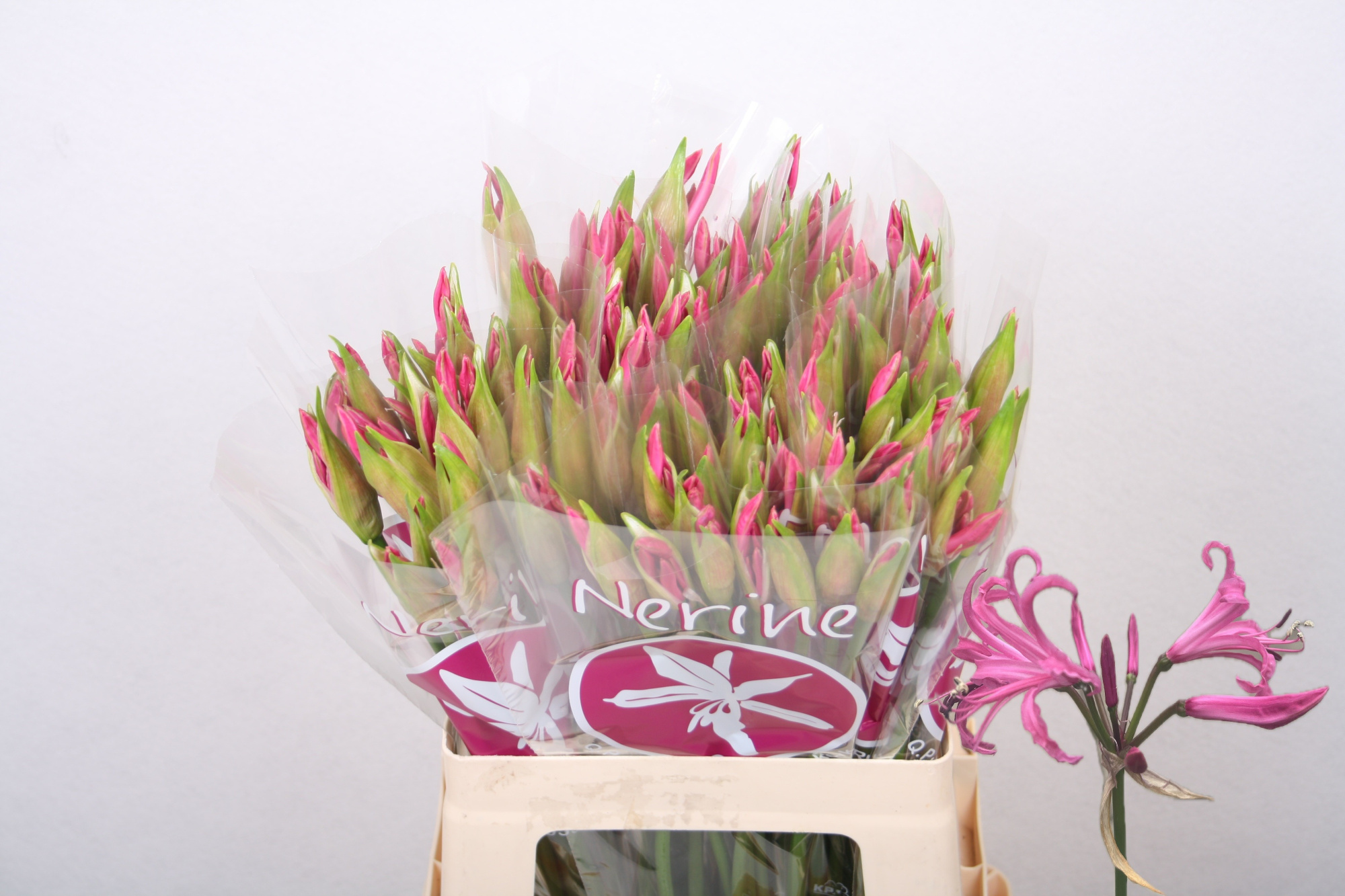 Нерине Рас Ван Рун 60, шт.