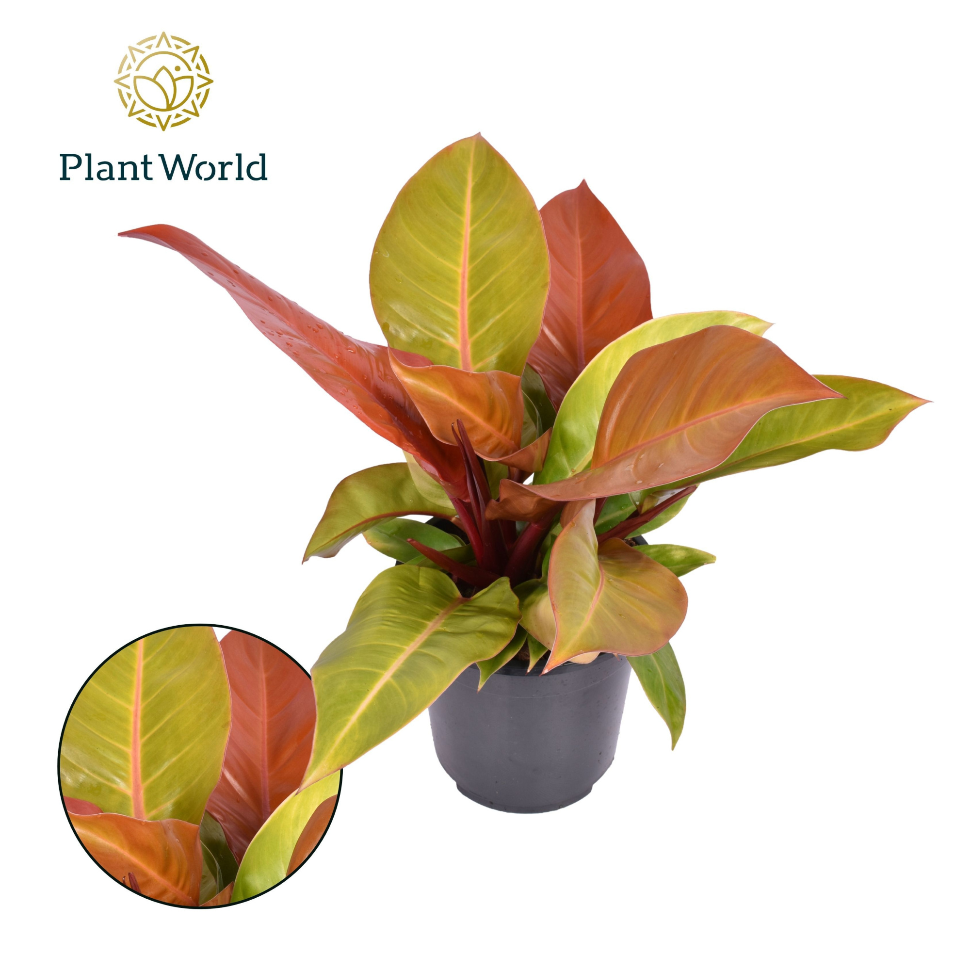 Philodendron Prince of Orange, D 19 cm