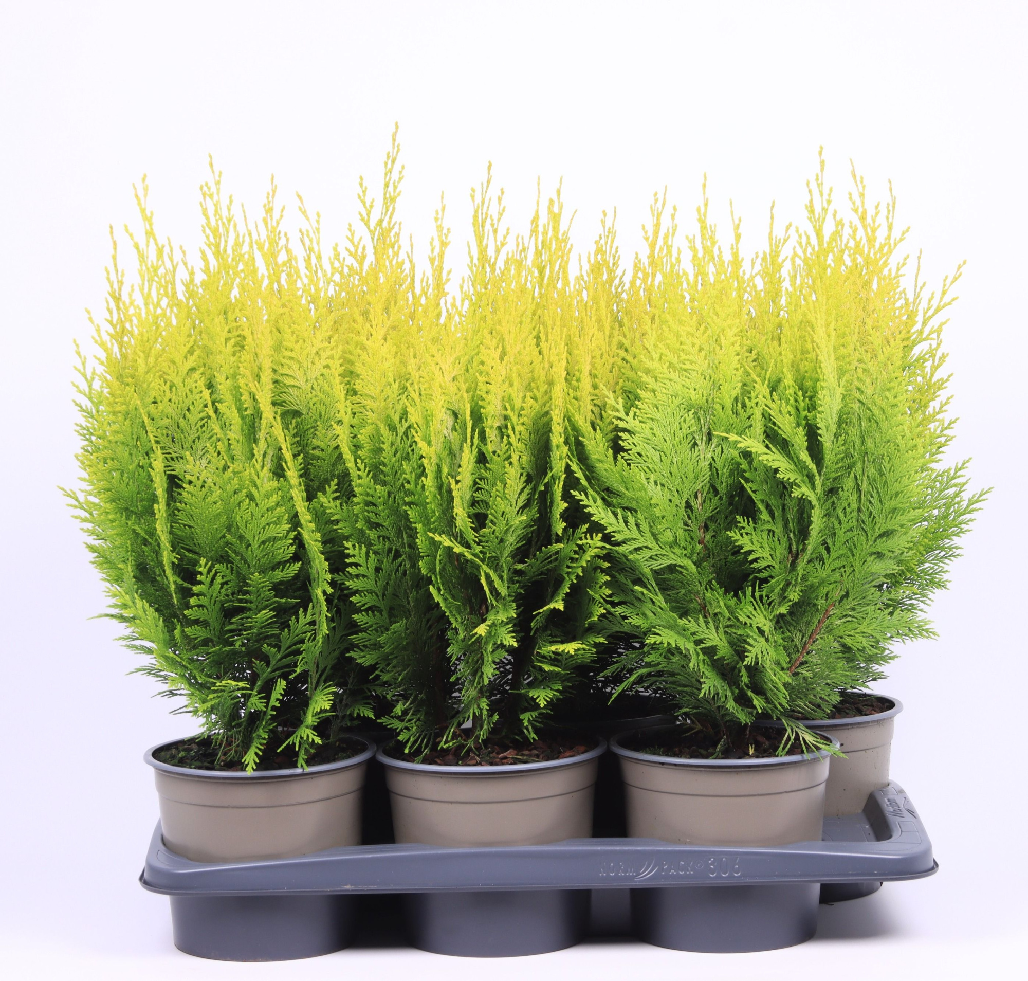 Chamaecyparis lawsoniana 'Ivonne', D 17 cm