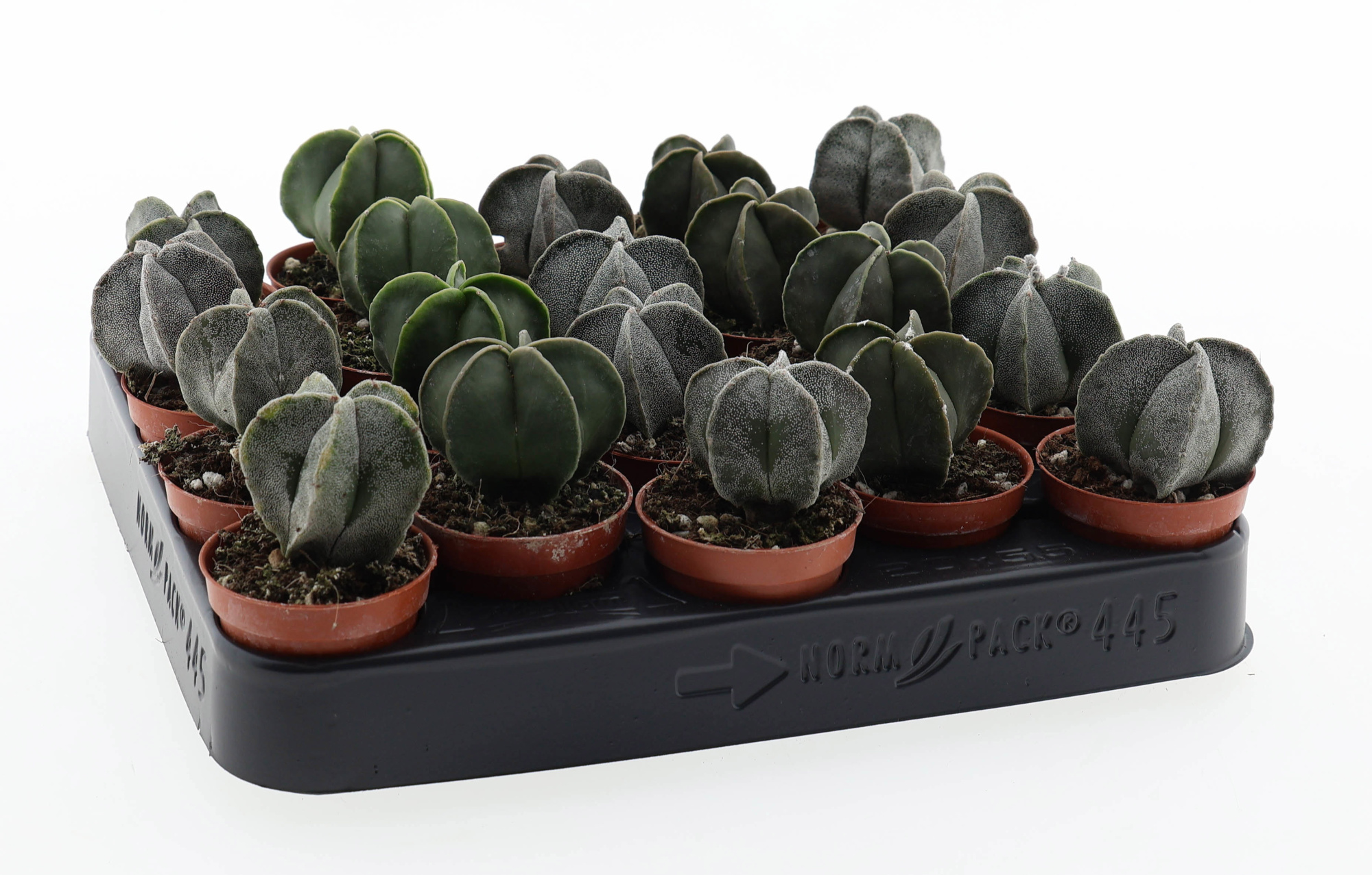 Astrophytum myriostigma mix, D 5,5