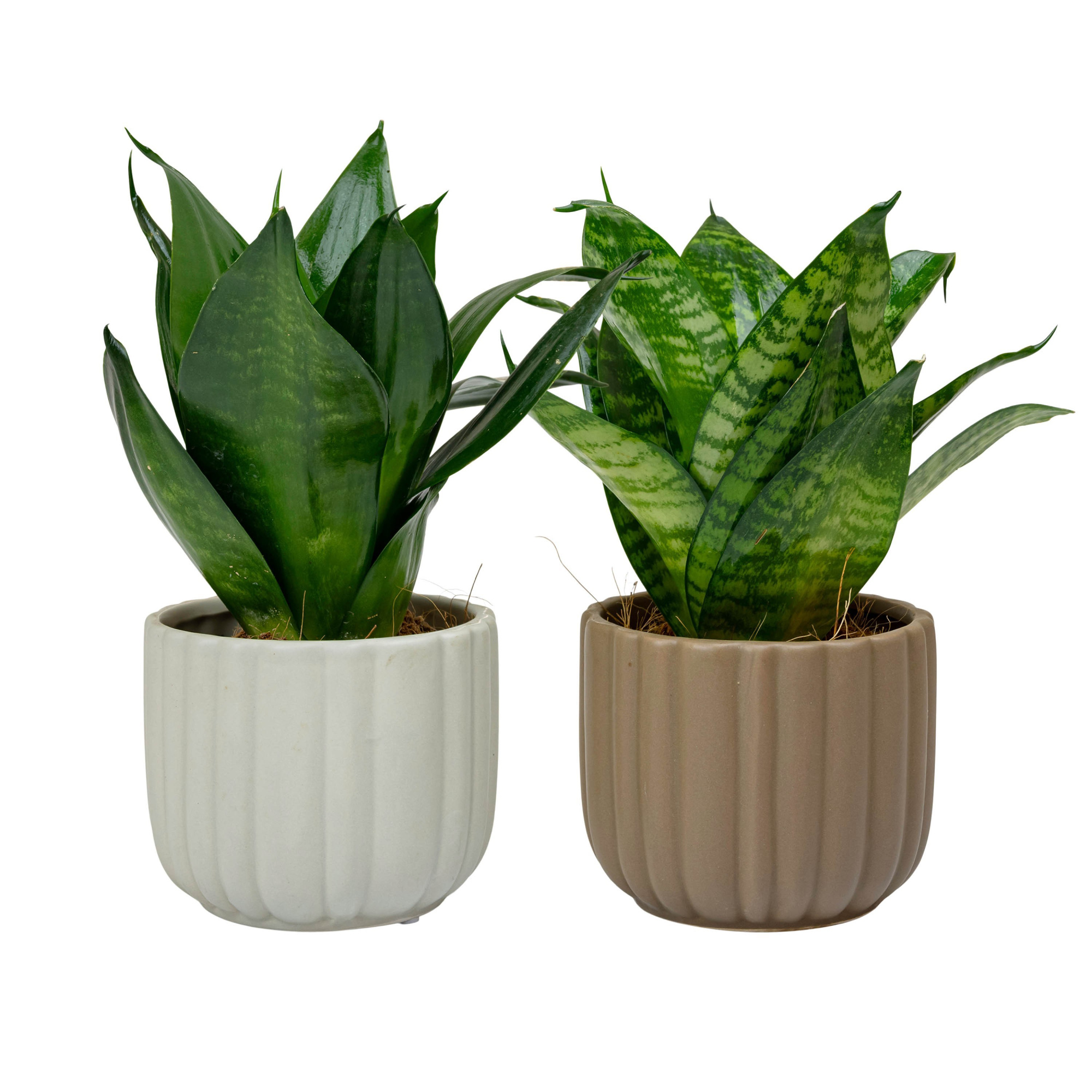 Flow with Sansevieria Hahni mix, D 9 cm