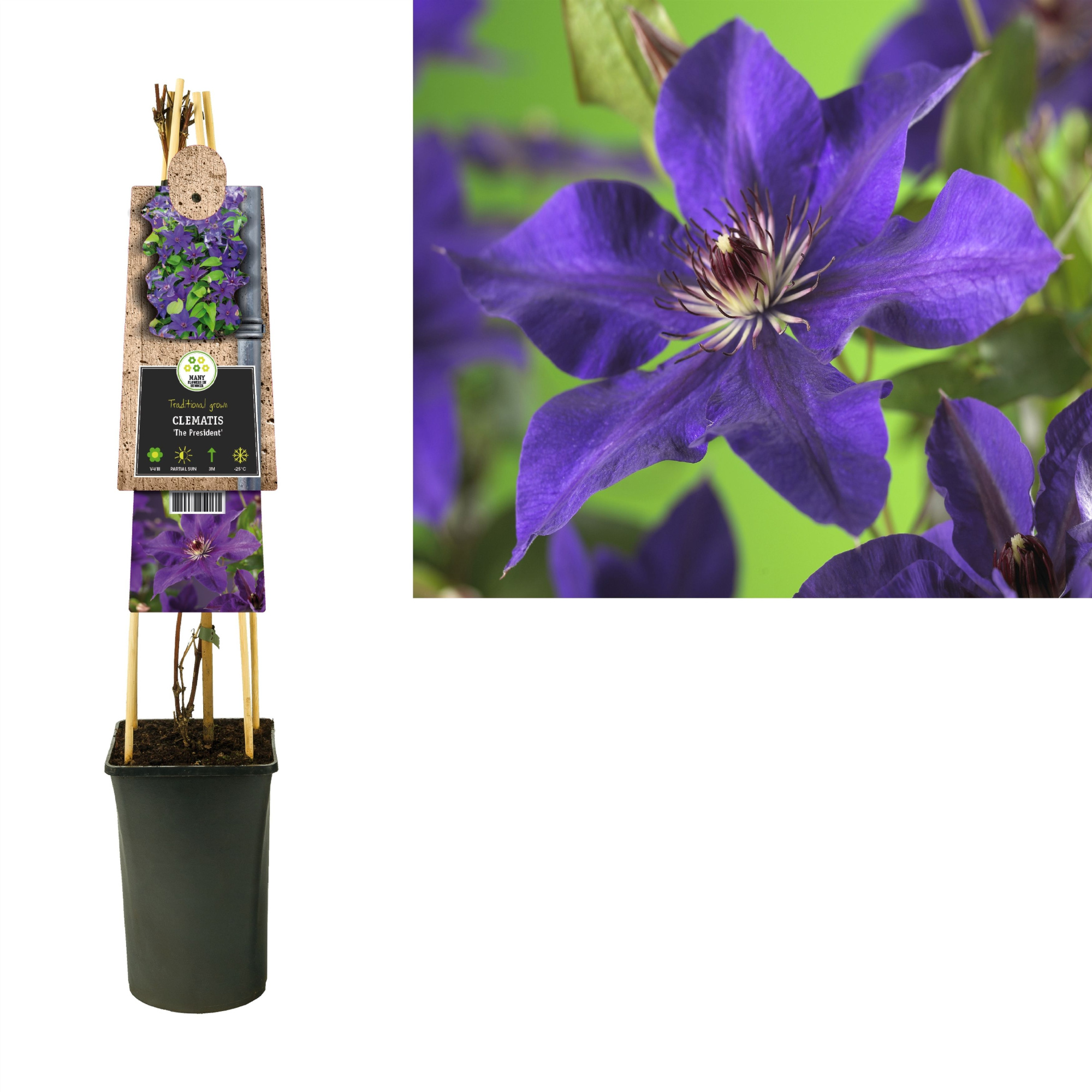 Clematis 'The President' +3.0 label, D 17 cm