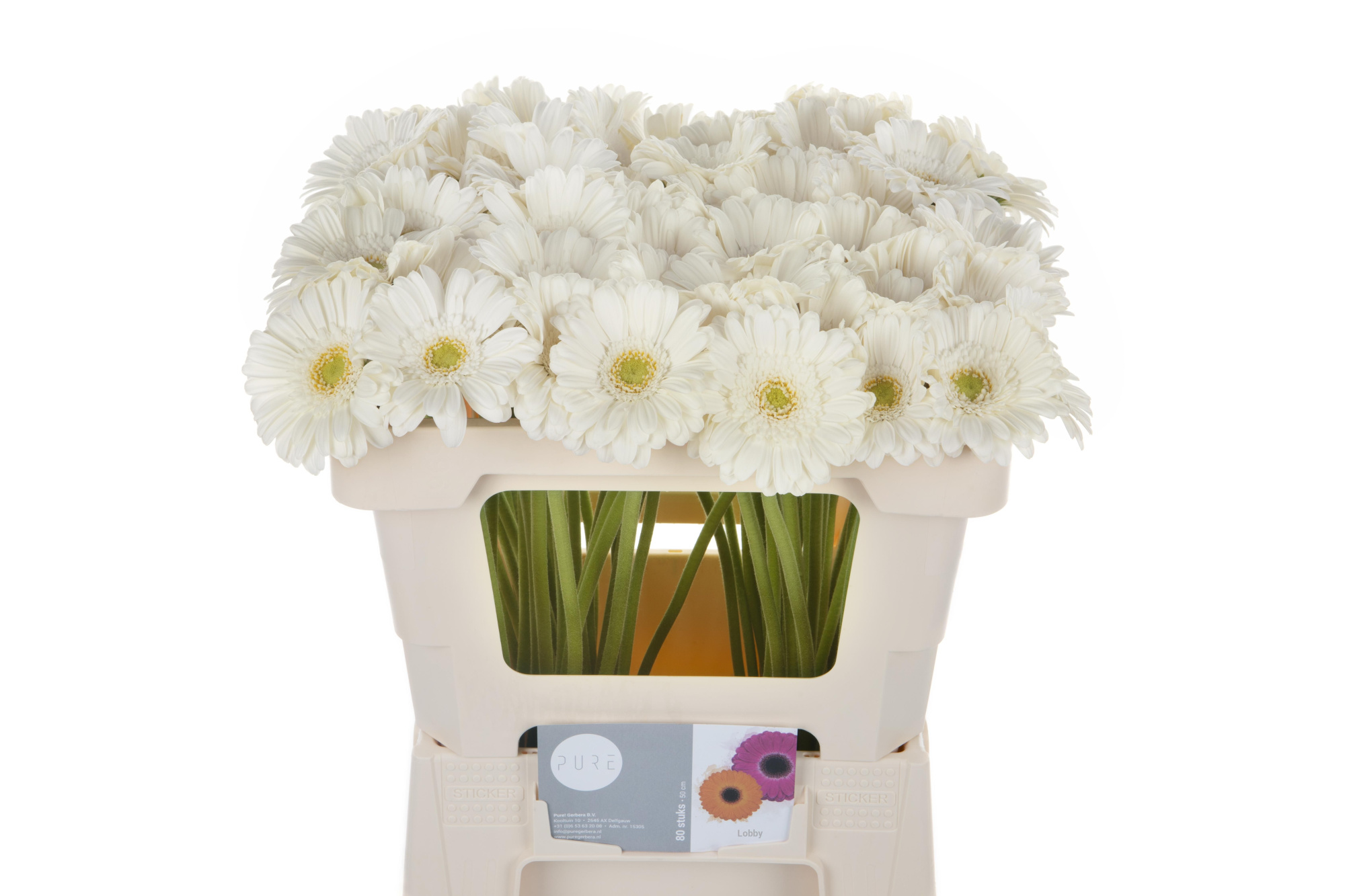 Гермини Лобби, шт.