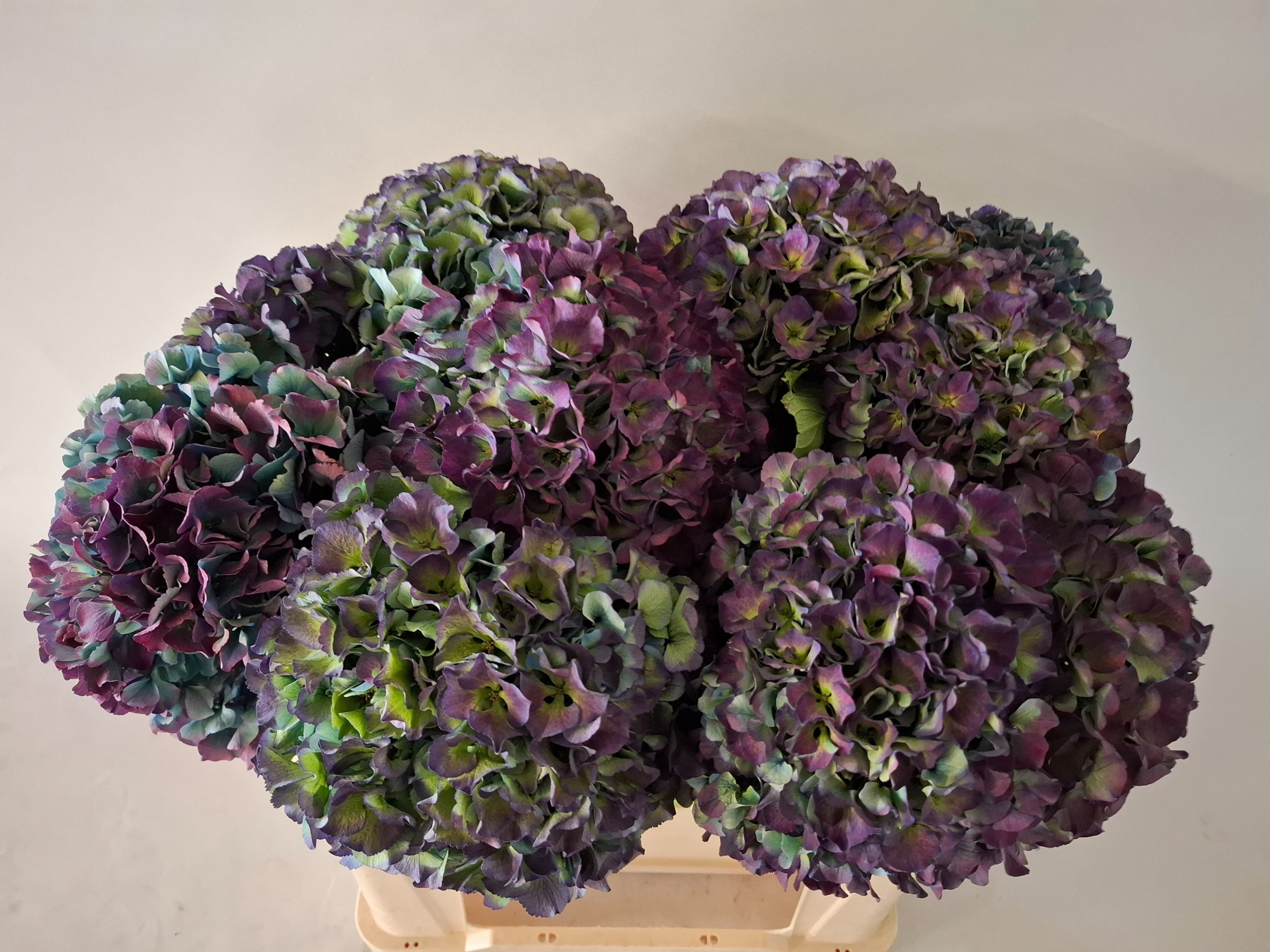 Гортензия Роял Парад Классик 50, шт.