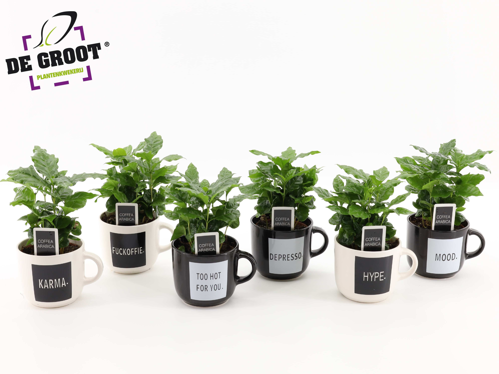 Coffea in koffiemok "quotes", D 12 cm