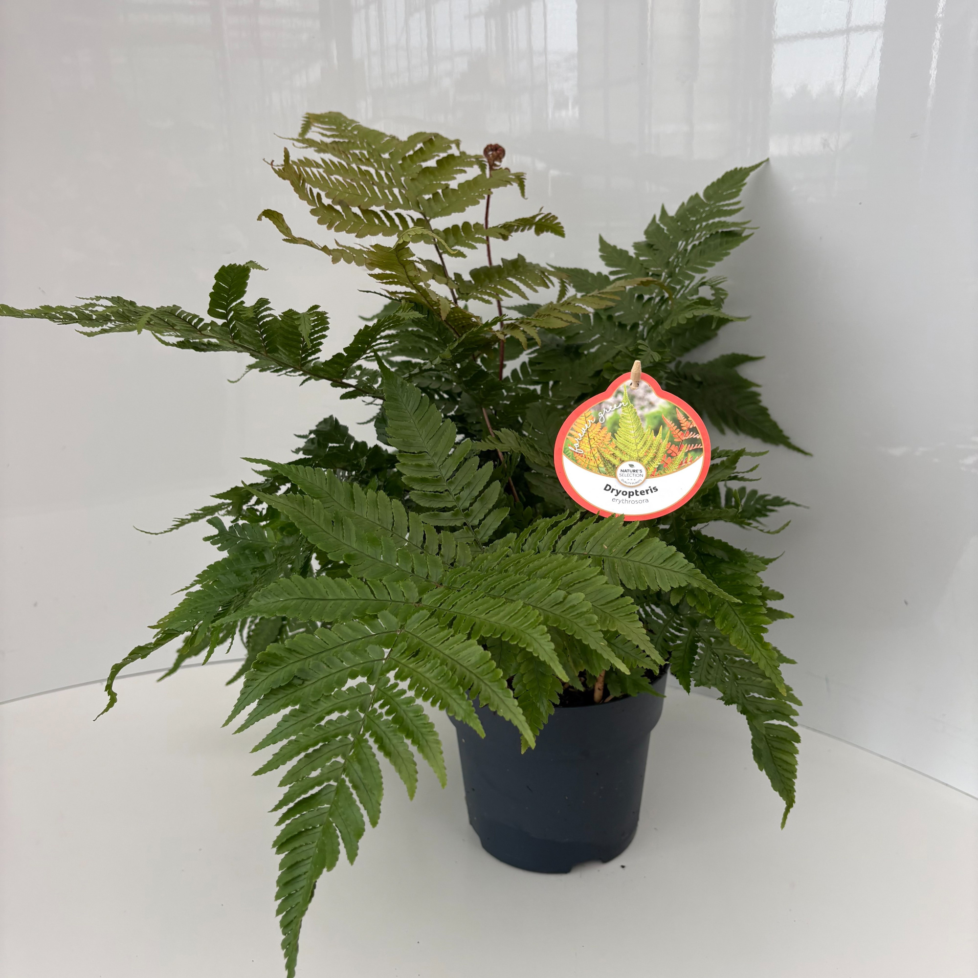 Dryopteris erythrosora, D 17 cm