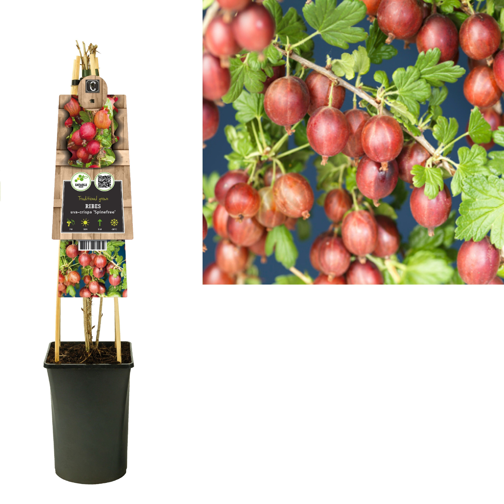 Ribes uva-crispa 'Spinefree' +3.0 label, D 17 cm