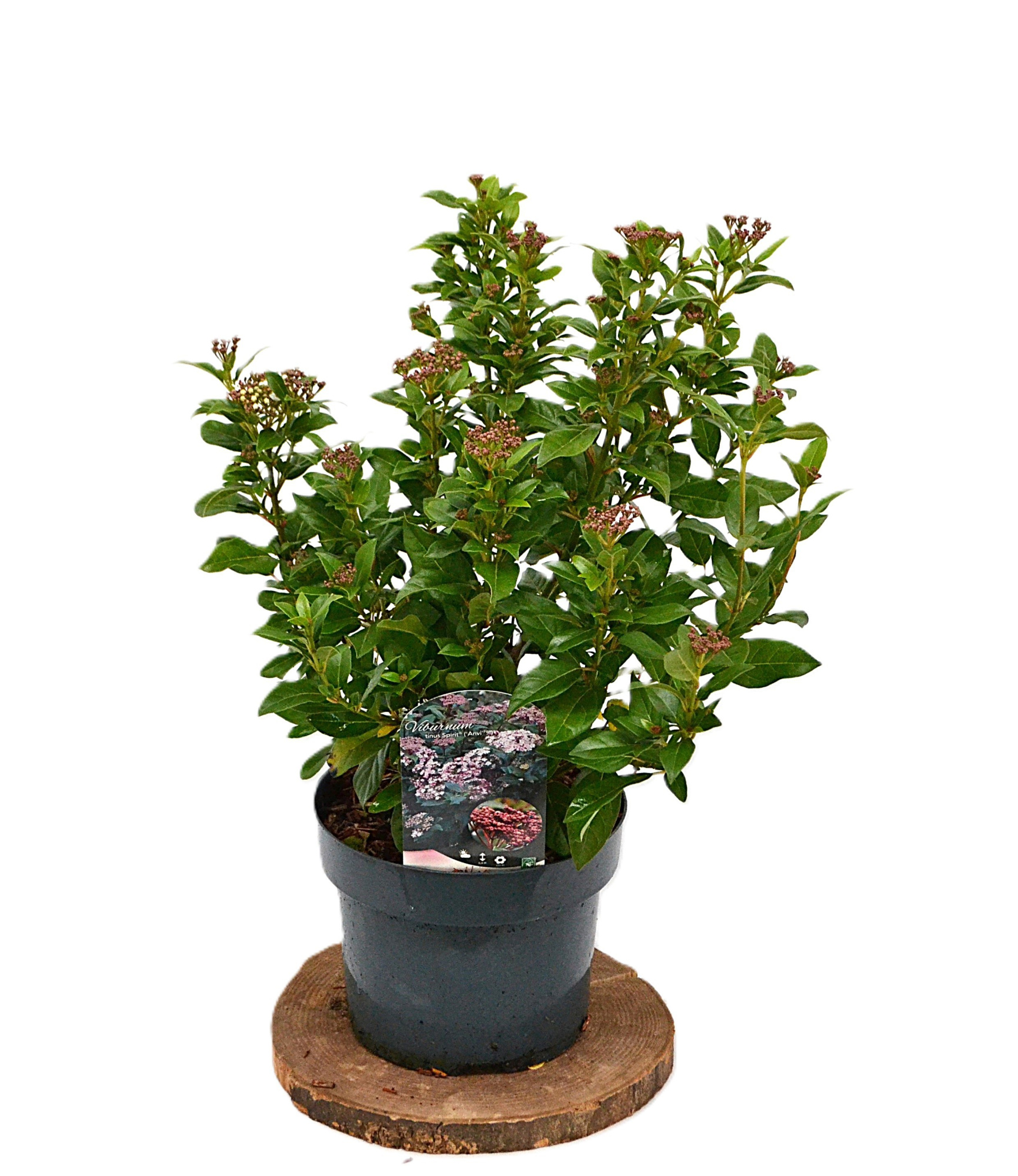 Viburnum tinus Spirit C5, D 23