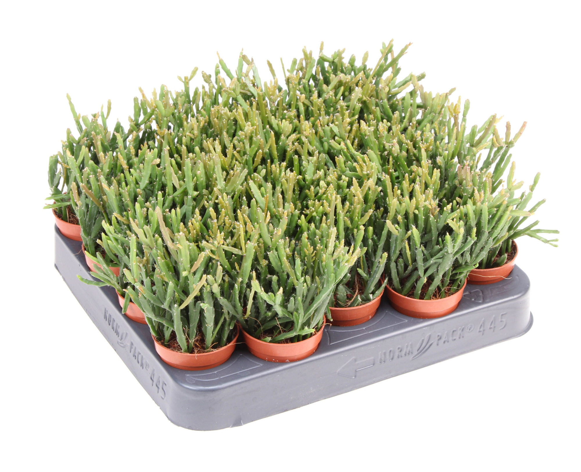 Rhipsalis ewaldiana, D 5,5 cm