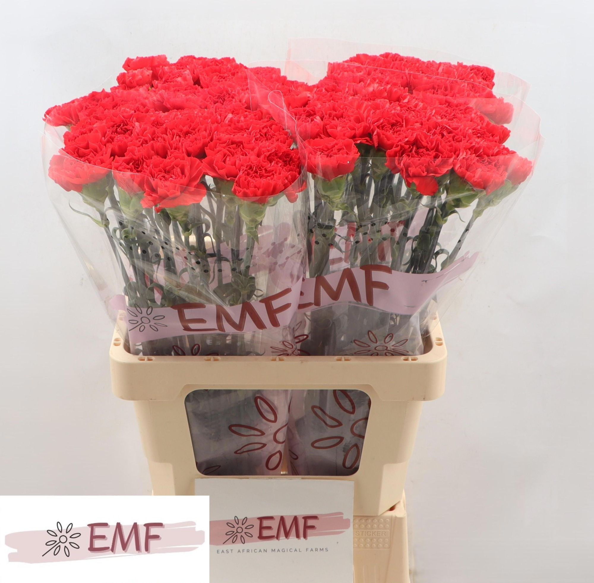 Диантус од. Мендоса+, шт.