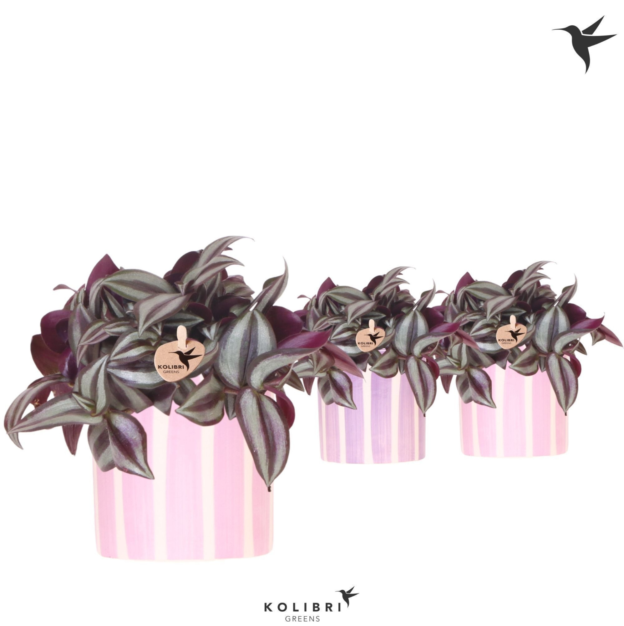 Kolibri Greens Tradescantia Zebrina in Painted Stripe pot pink mix, D 9 cm