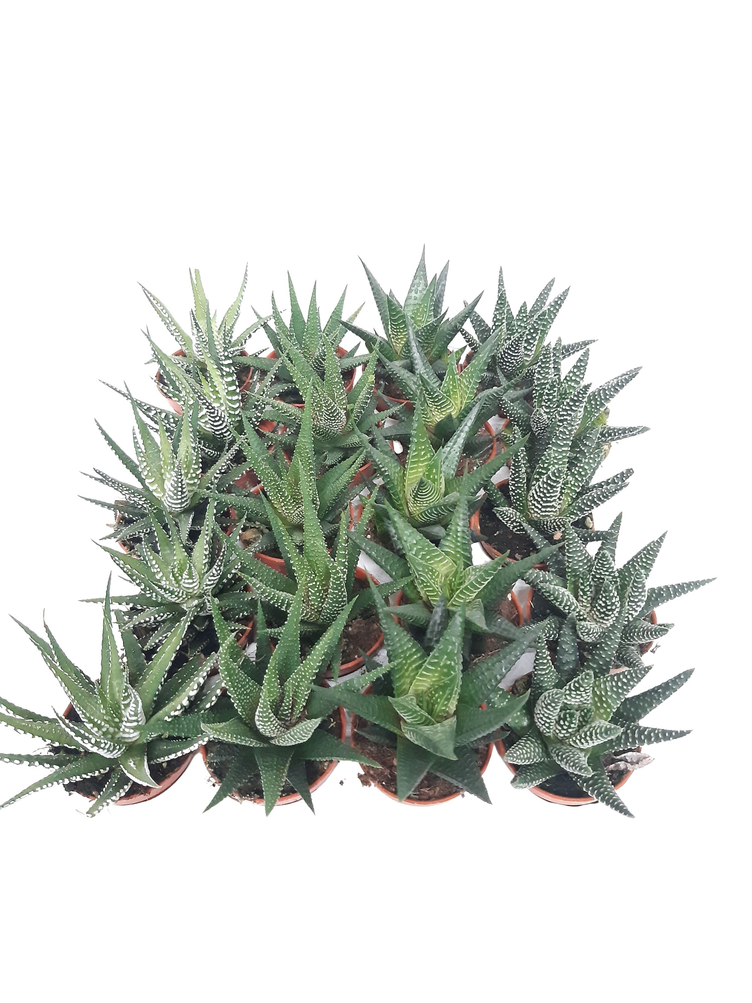 SNHAW1 Mini Haworthia mix 5,5 cm, D 5,5