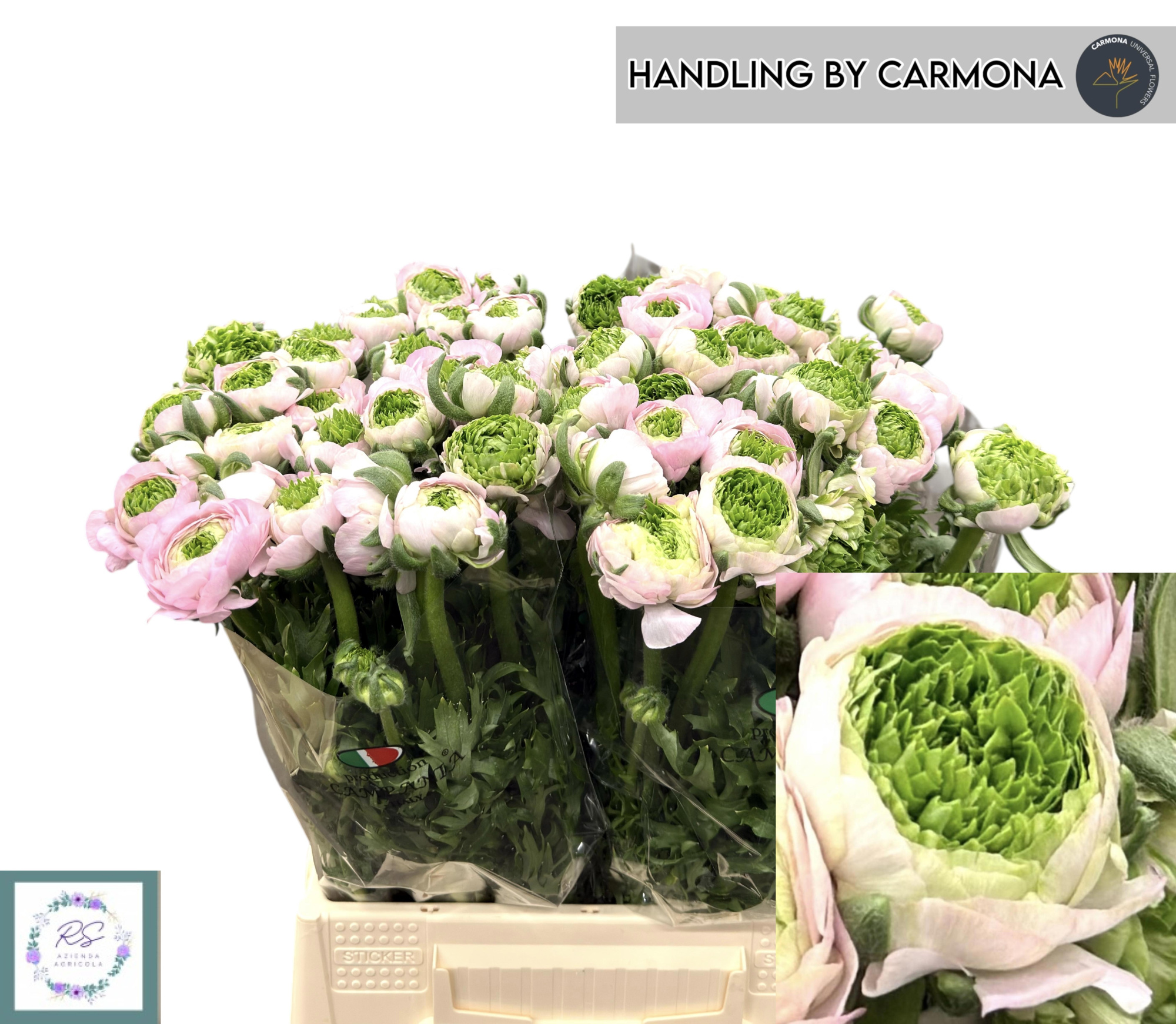 Ранункулус Овериг 45, шт.