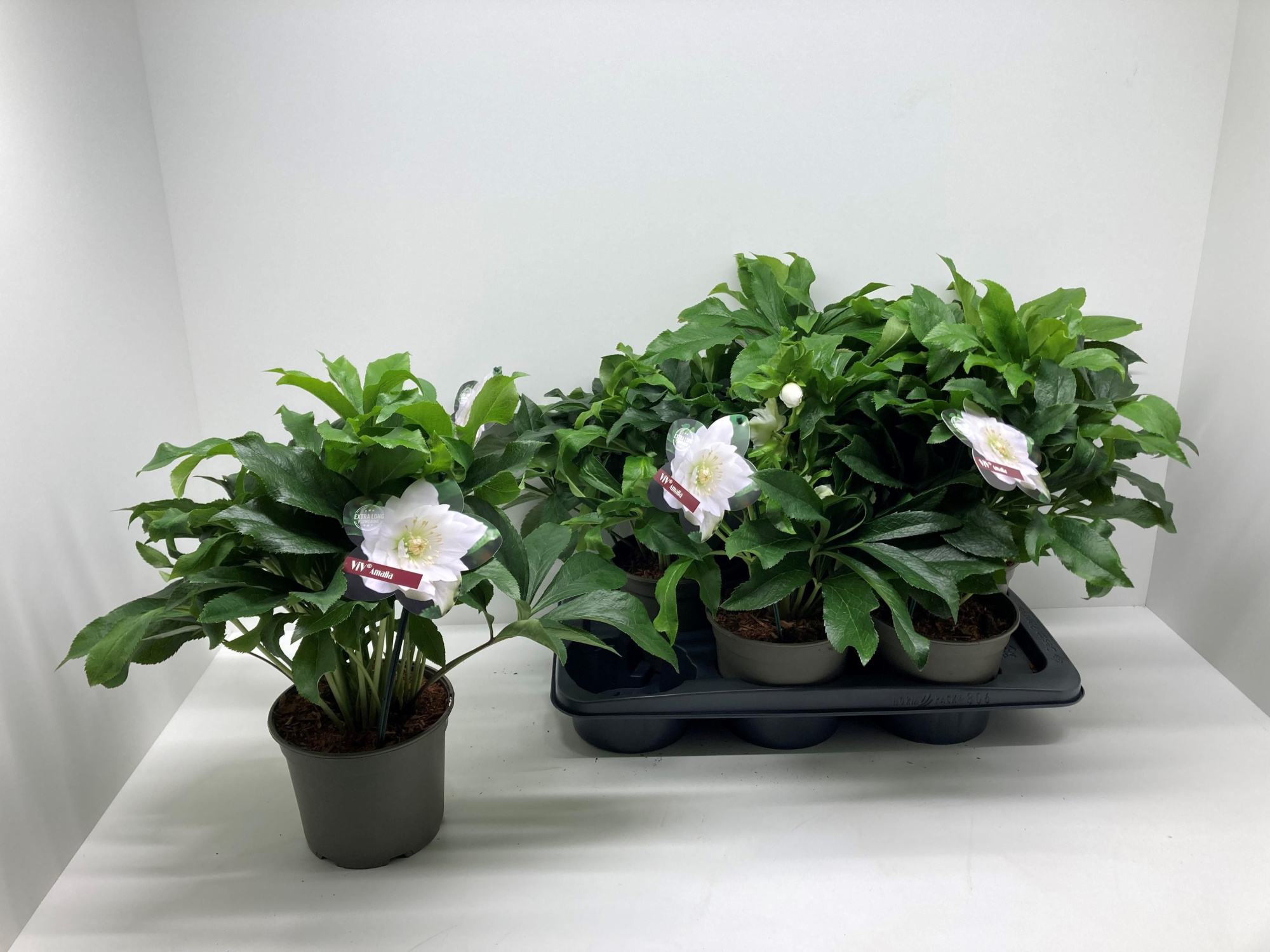 Helleborus orientalis 'ViV Amalia', D 17 cm