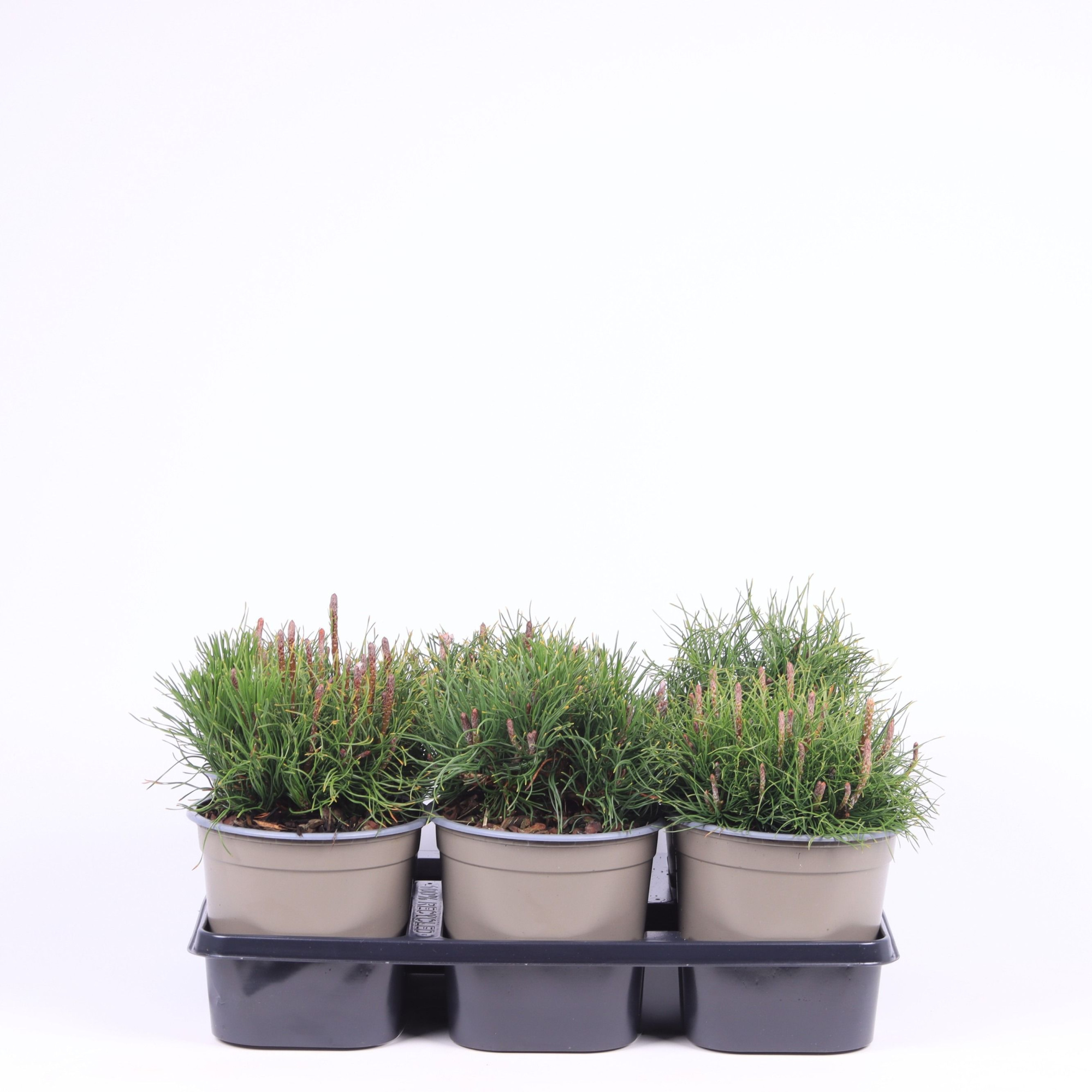 Pinus mugo mughus, D 15 cm