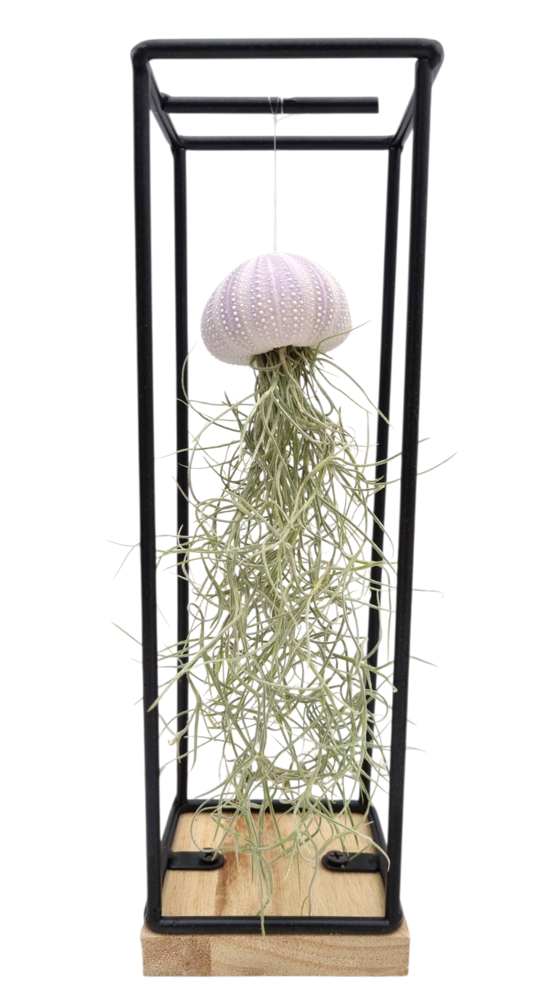 Tillandsia schelp hangframe medium, D 9