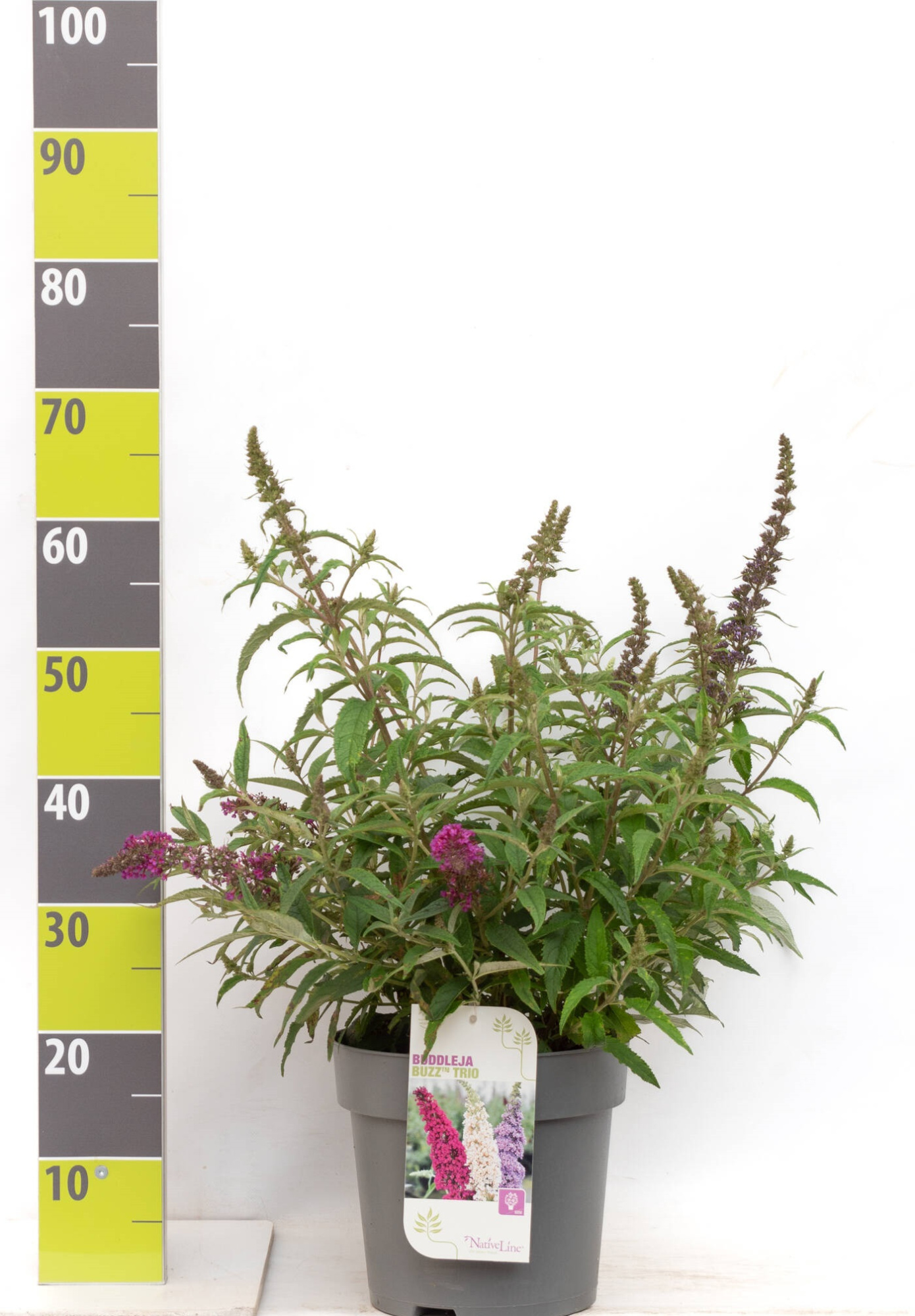 Buddleja 'Buzz -R- Trio C 7, D 27 cm