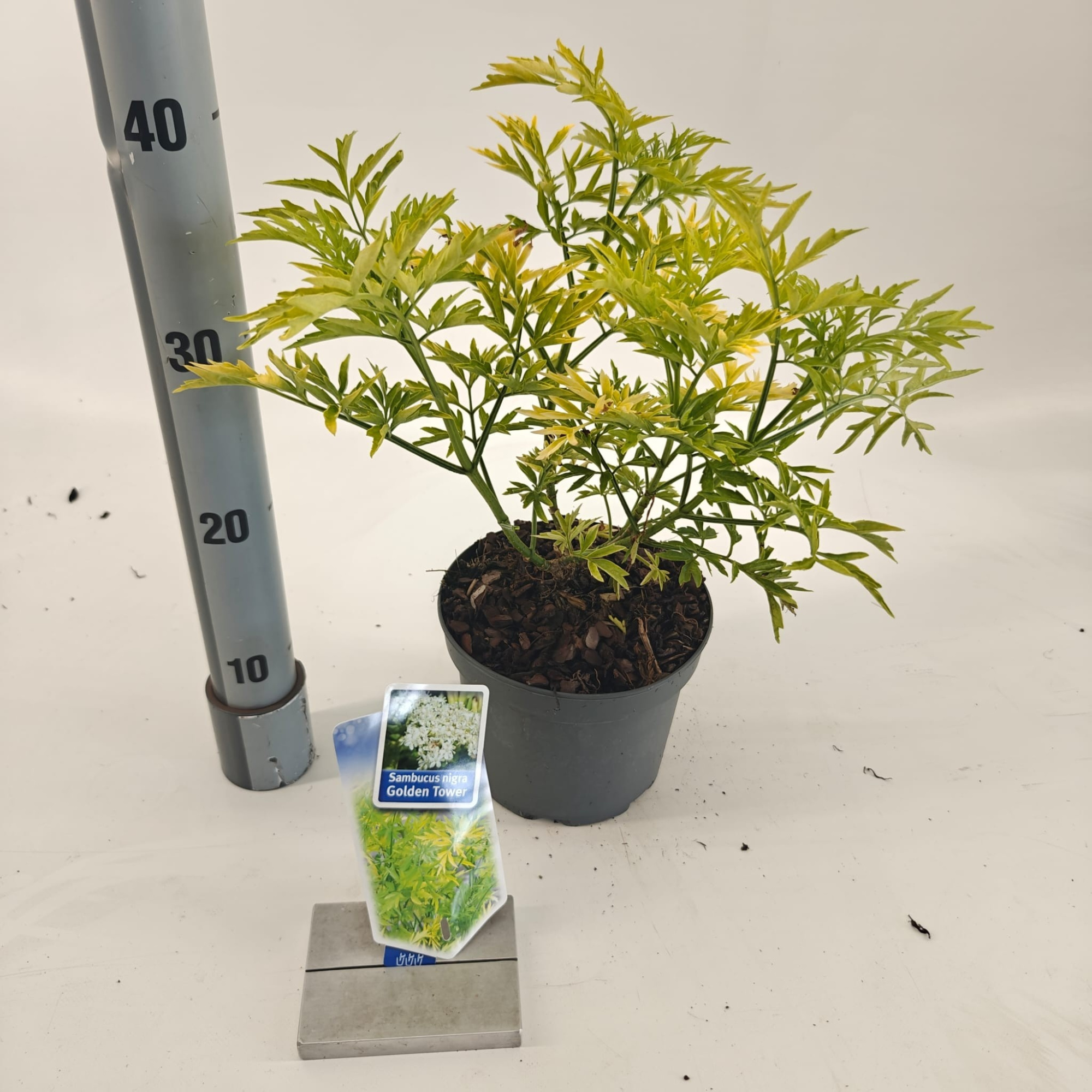Sambucus nigra Golden Spark' (Alcsam), D 17 cm