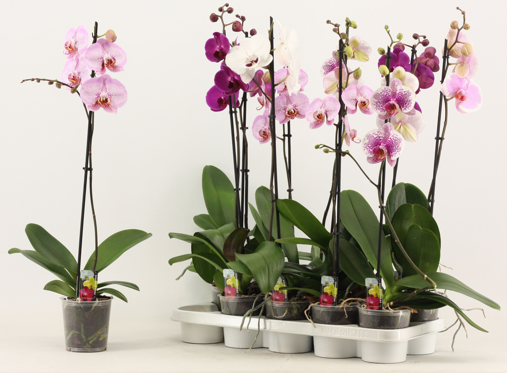 Phalaenopsis 1 tak 6+ A2, D 12 cm