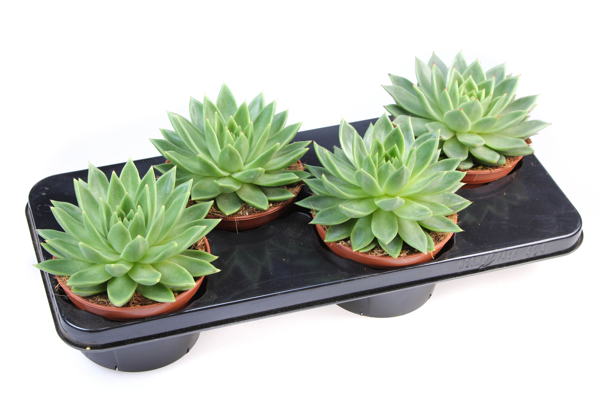 Echeveria Miranda, D 15 cm