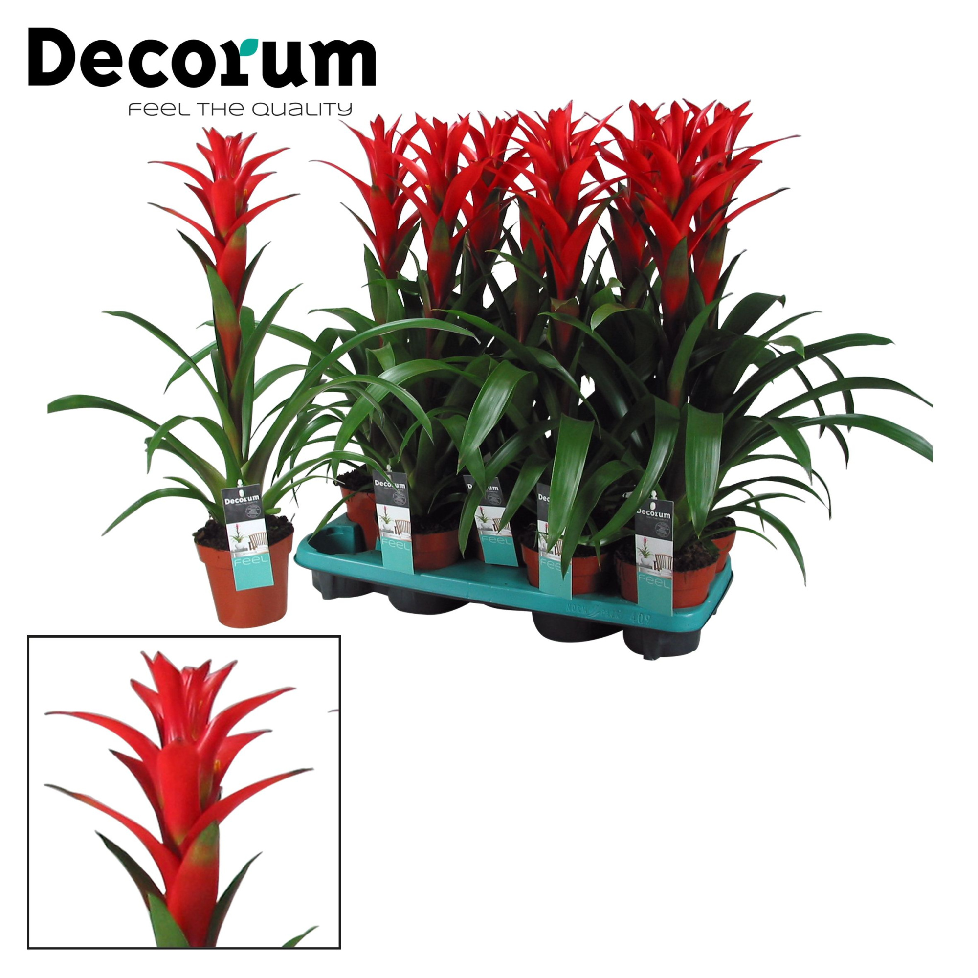 Guzmania Ostara (Decorum), D 13 cm