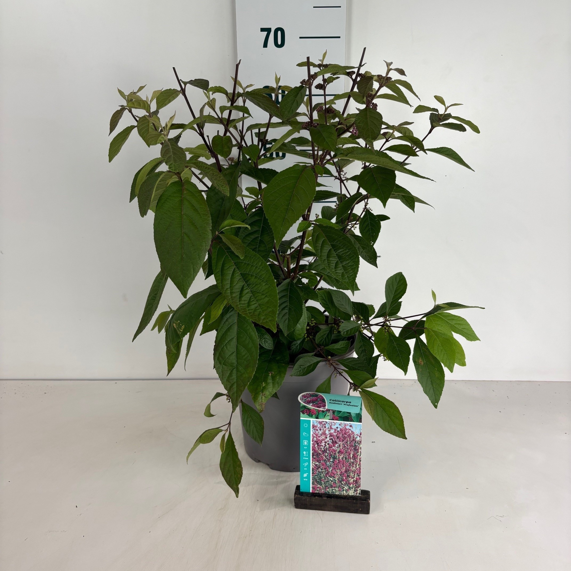 Callicarpa bodinieri Profusion, D 24 cm