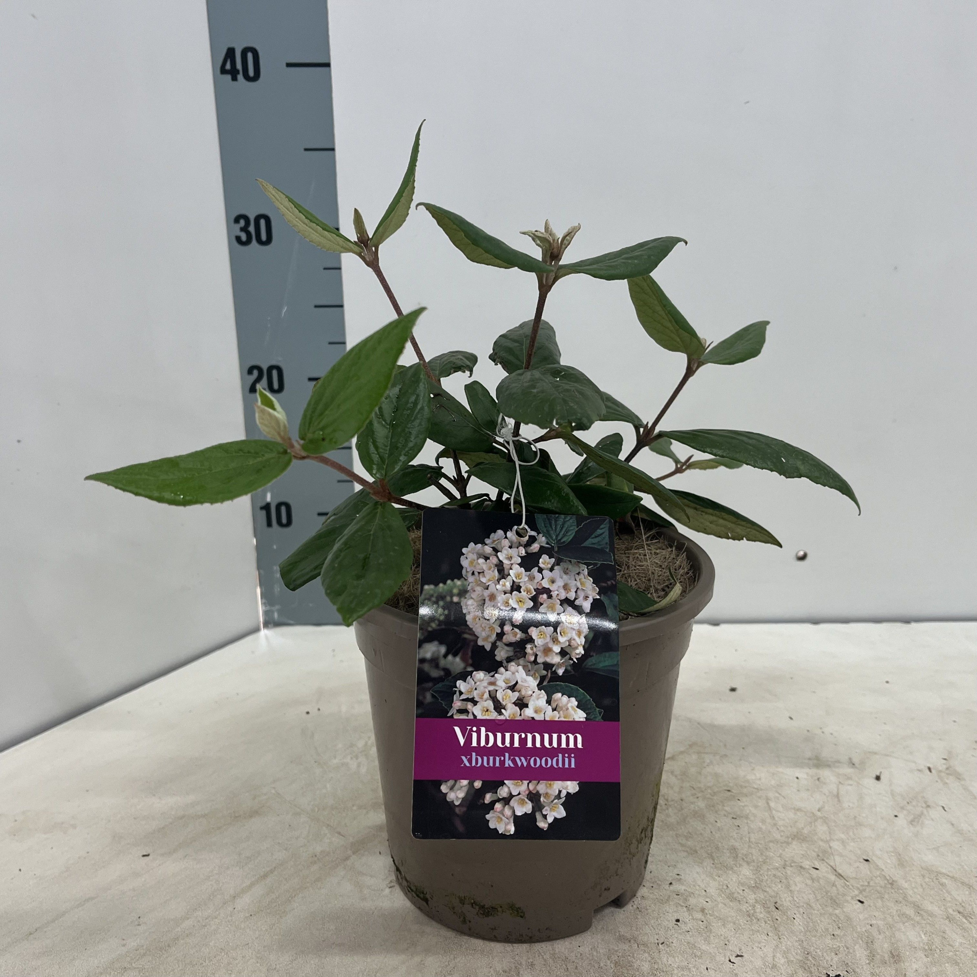 Viburnum burkwoodii, D 17 cm