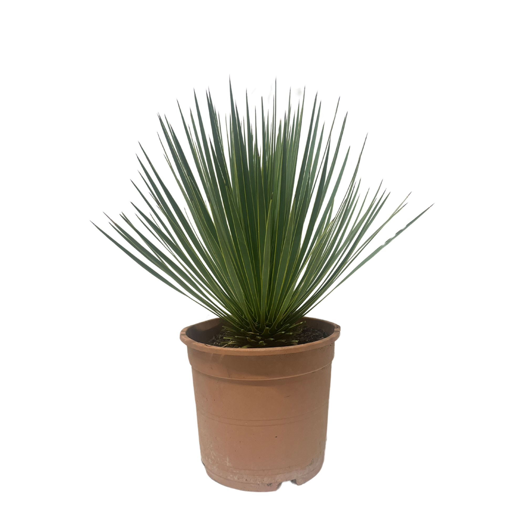 Yucca Rostrata - 60cm, D 24 cm
