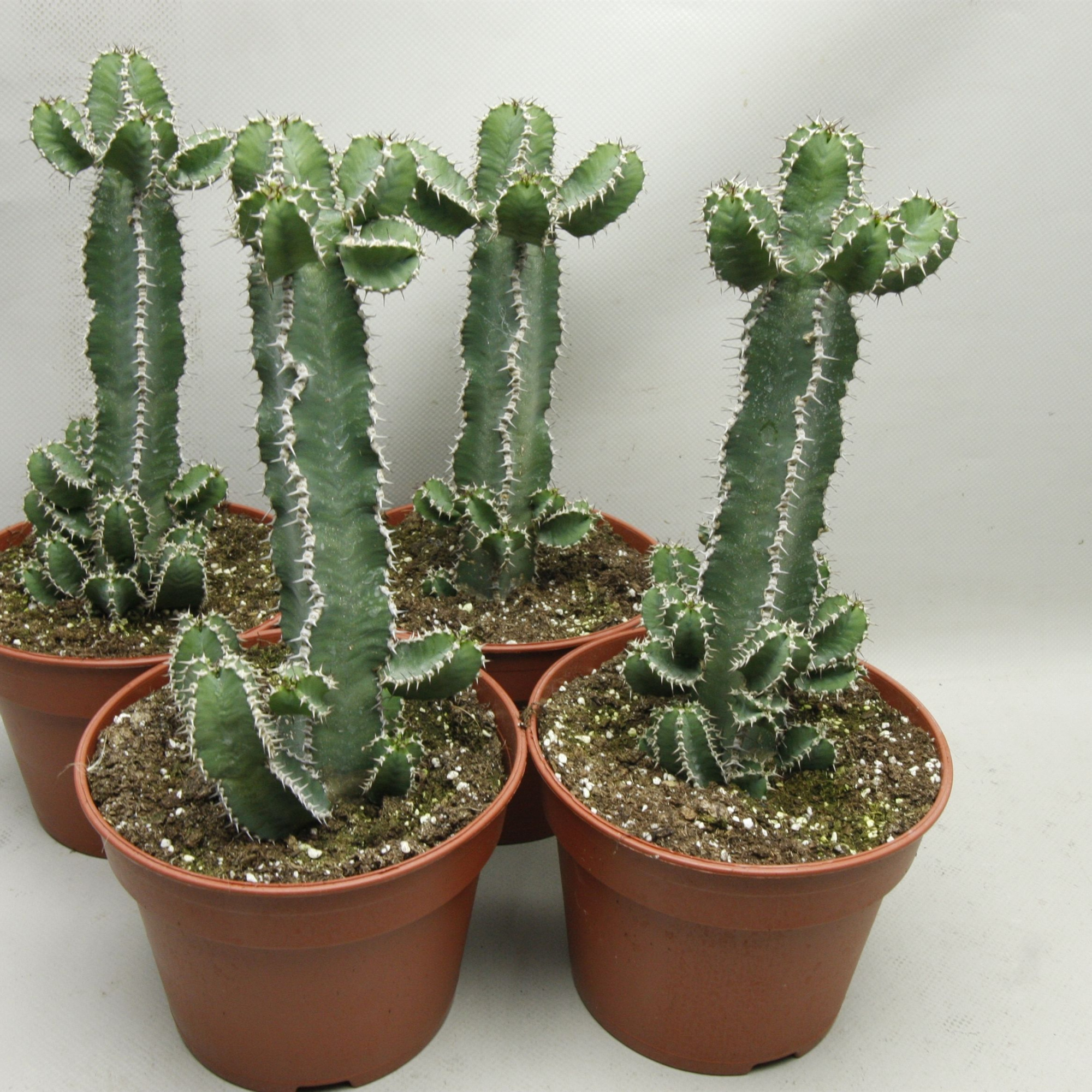 216 Polyacantha 17 cm, D 17 cm