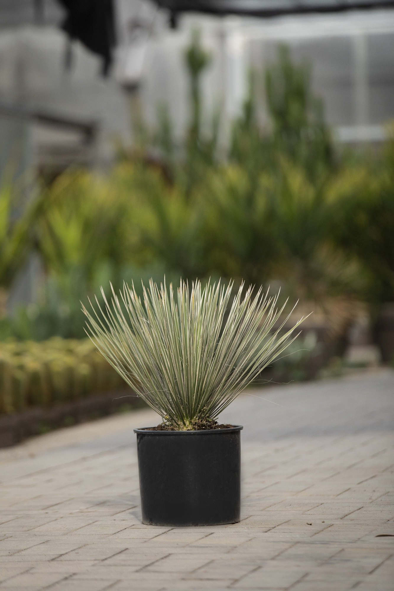 YUCCA ROSTRATA Ø 30 - TRUNK HEIGHT 10-20 CM, D 30 cm