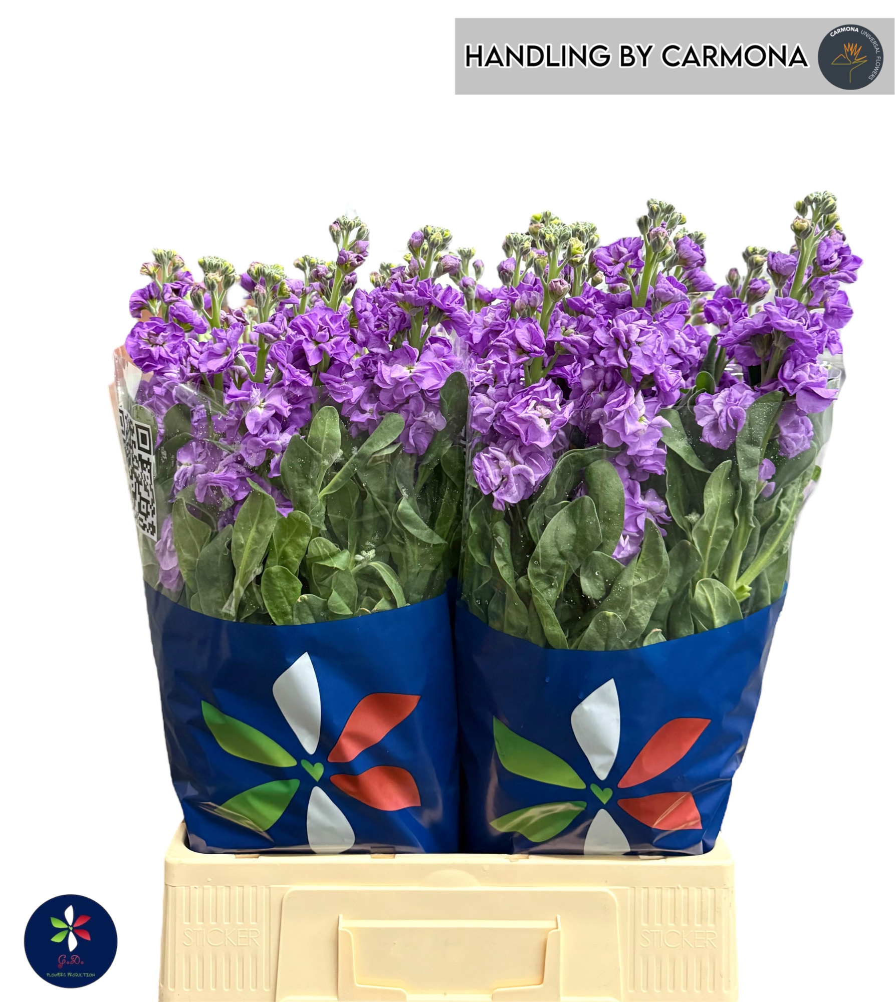 Маттиола од. Айрон Блю 70, шт.