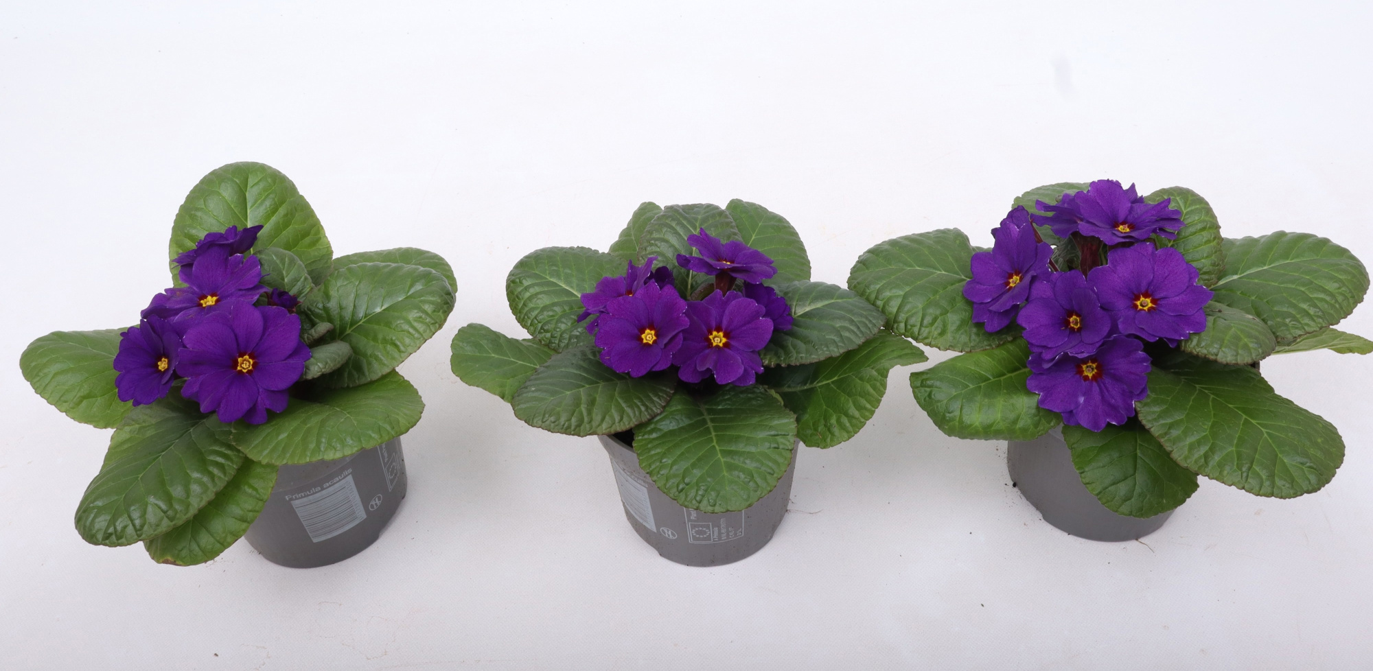 Primula Obsidian Deep Blue 10,5 cm (winterhard), D 10,5