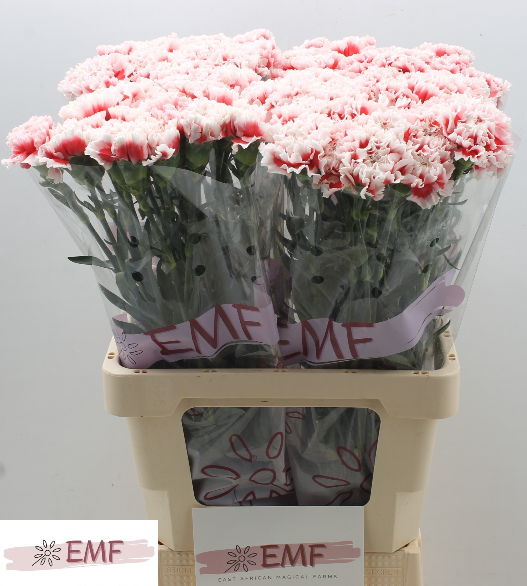 Диантус од. Кирк, шт.