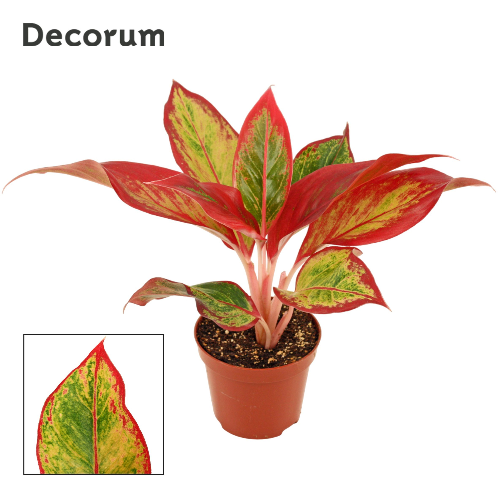 Aglaonema Red Fire 9 cm (Decorum), D 9 cm