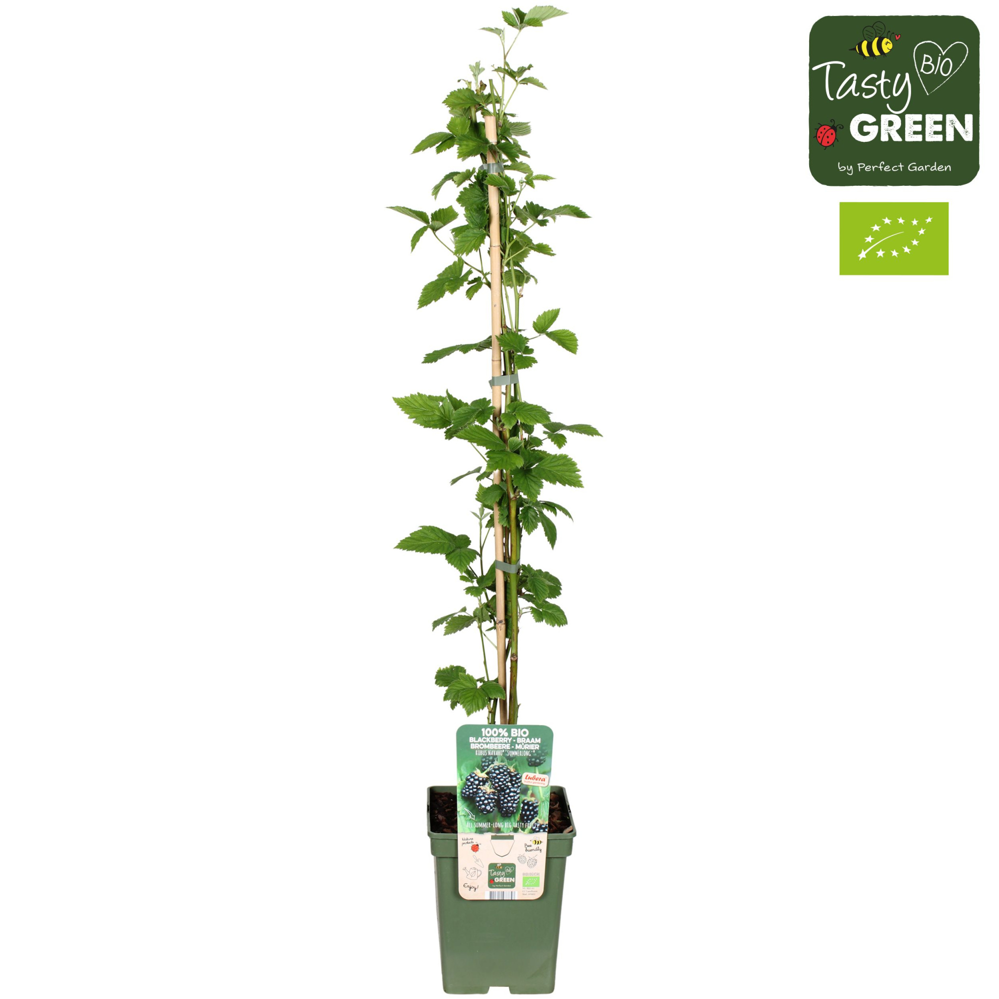 Rubus Navaho® 'Summerlong'® Bio P23, D 23