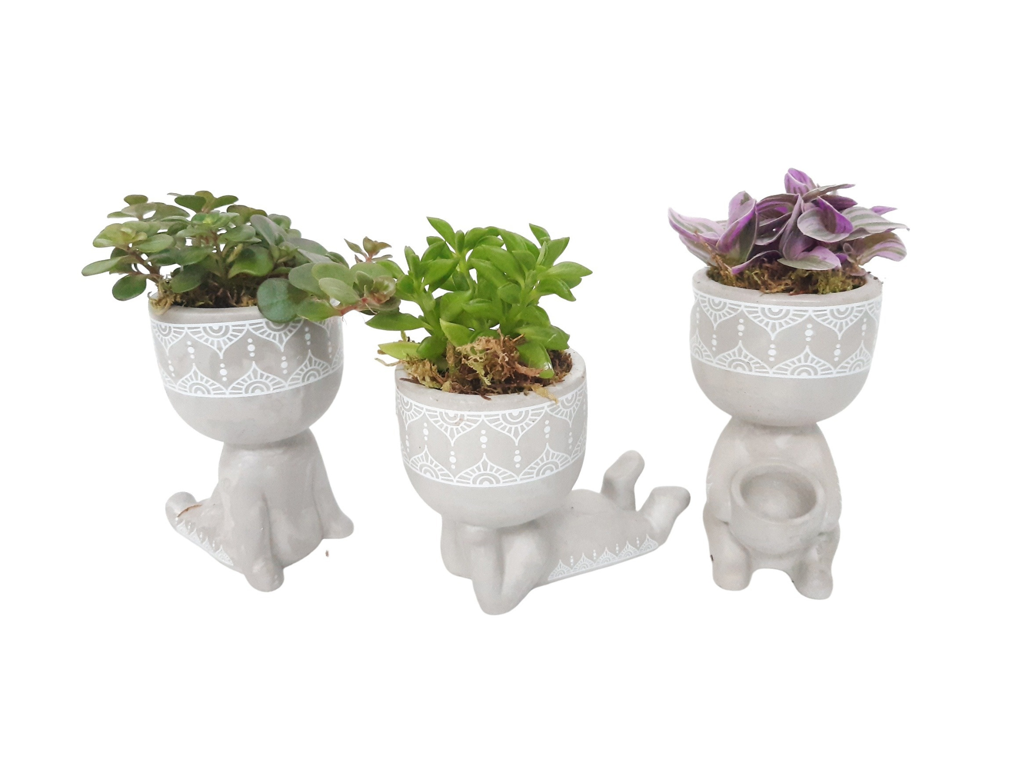 Chillings mixtray mini groenmix, D 10