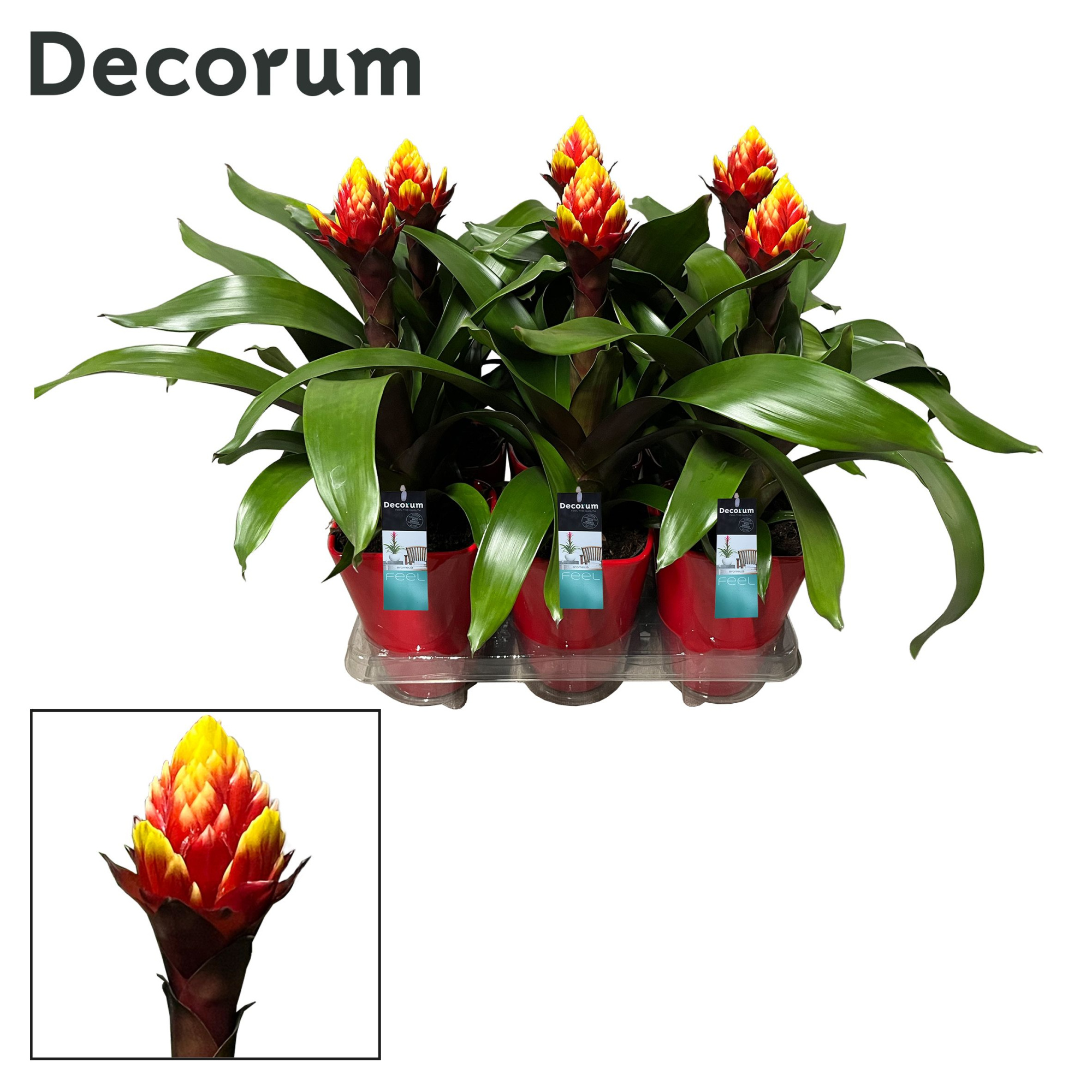 Guzmania Crown Luxe Keramiek (Decorum), D 14 cm