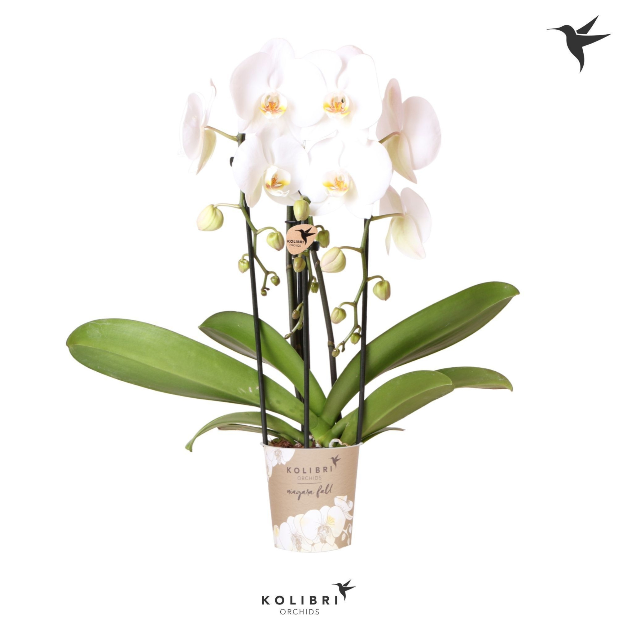 Kolibri Orchids Niagara fall 3spike white, D 12