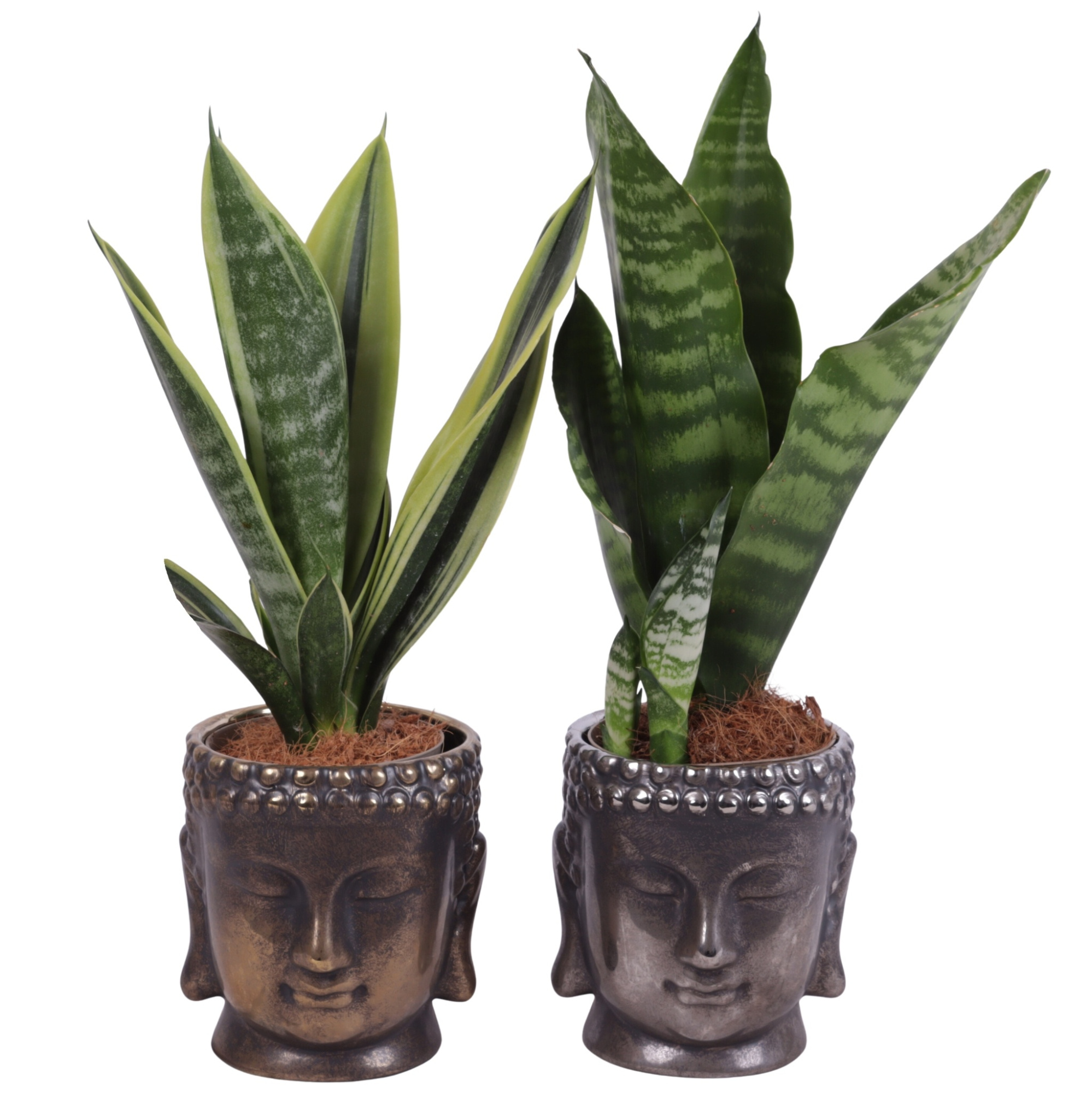 Sansevieria mix Ø09cm in Ceramic Buddha Gold/Silver Ø12cm, D 12