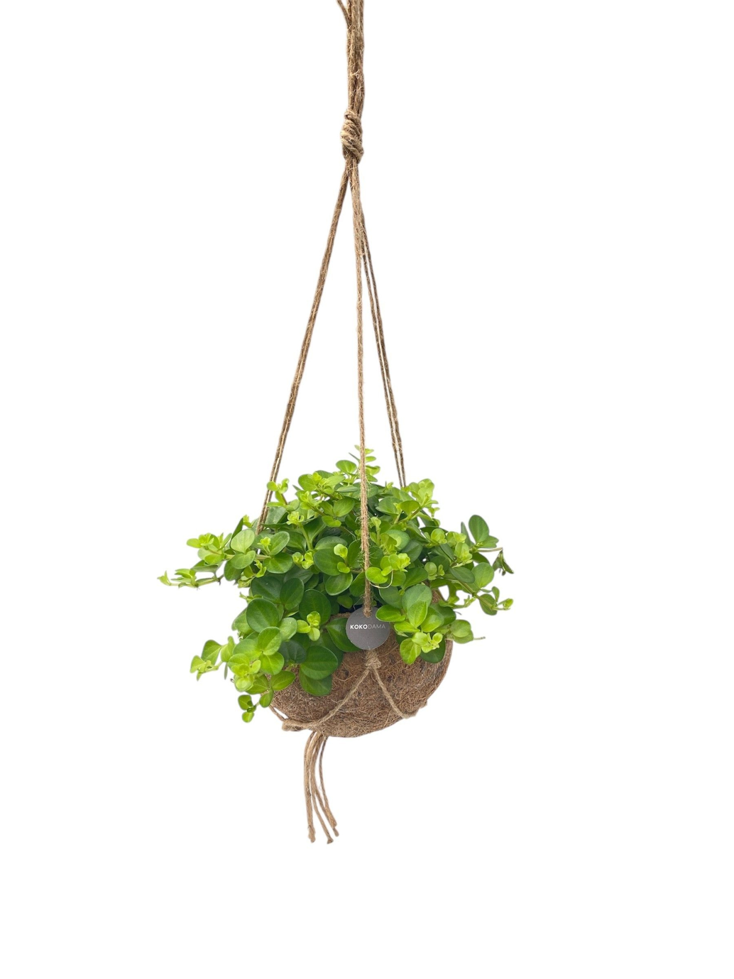 Kokodama 15 cm Hanging plant mix, D 15